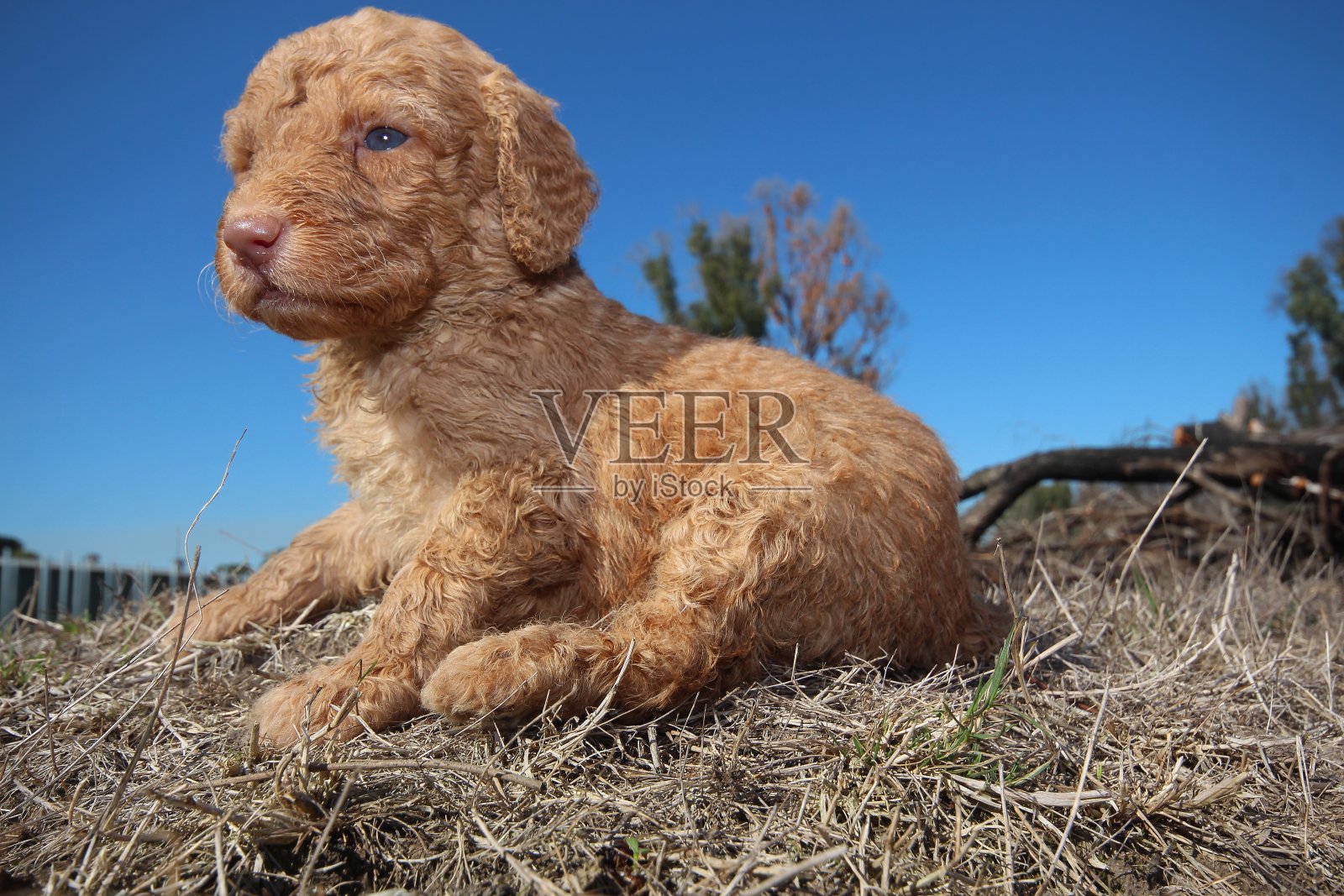 蓝天下的狗特写镜头照片摄影图片
