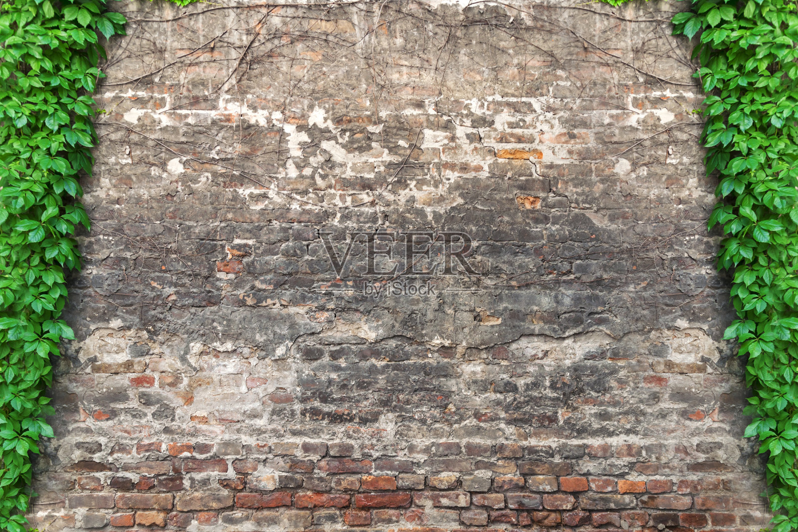 砖墙上的青藤照片摄影图片
