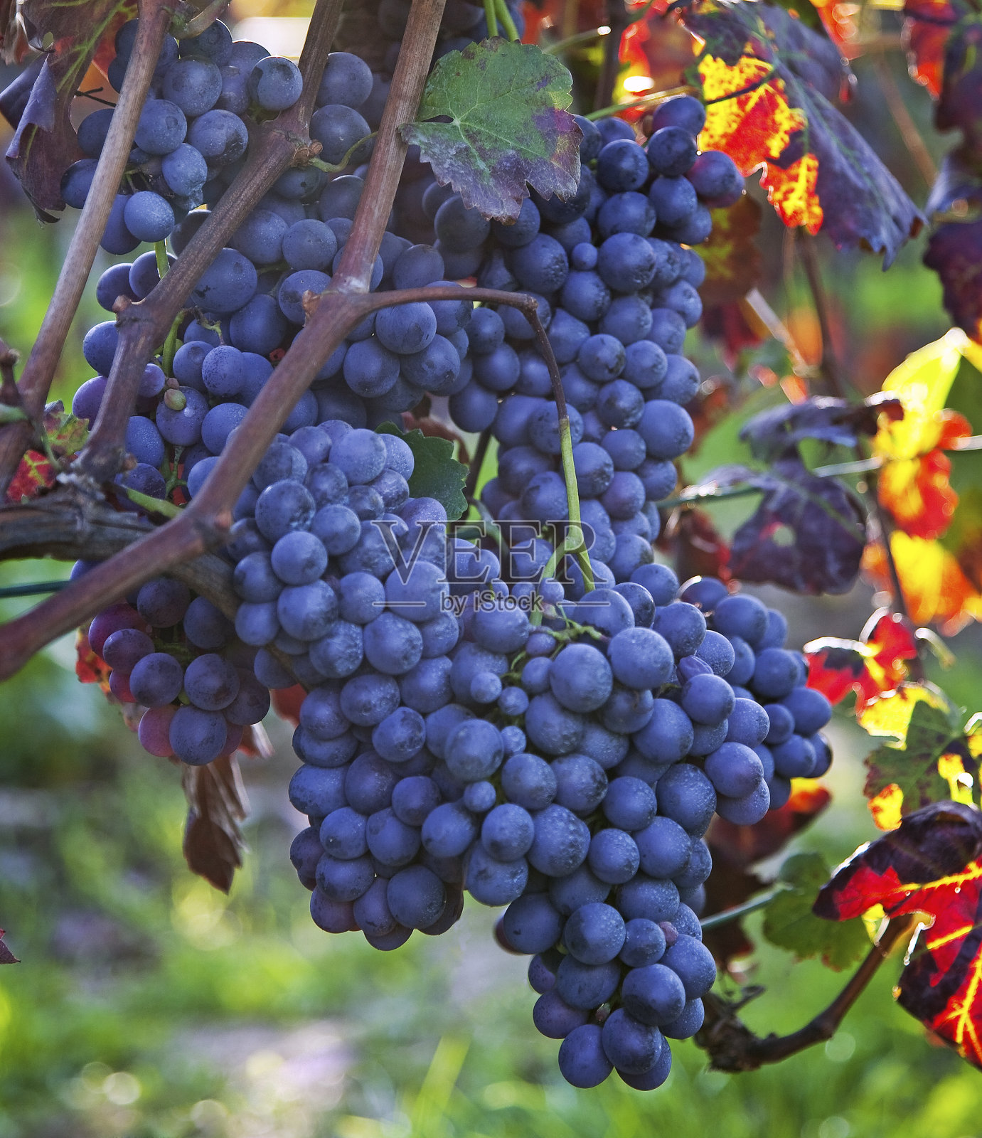 意大利葡萄园的葡萄照片摄影图片