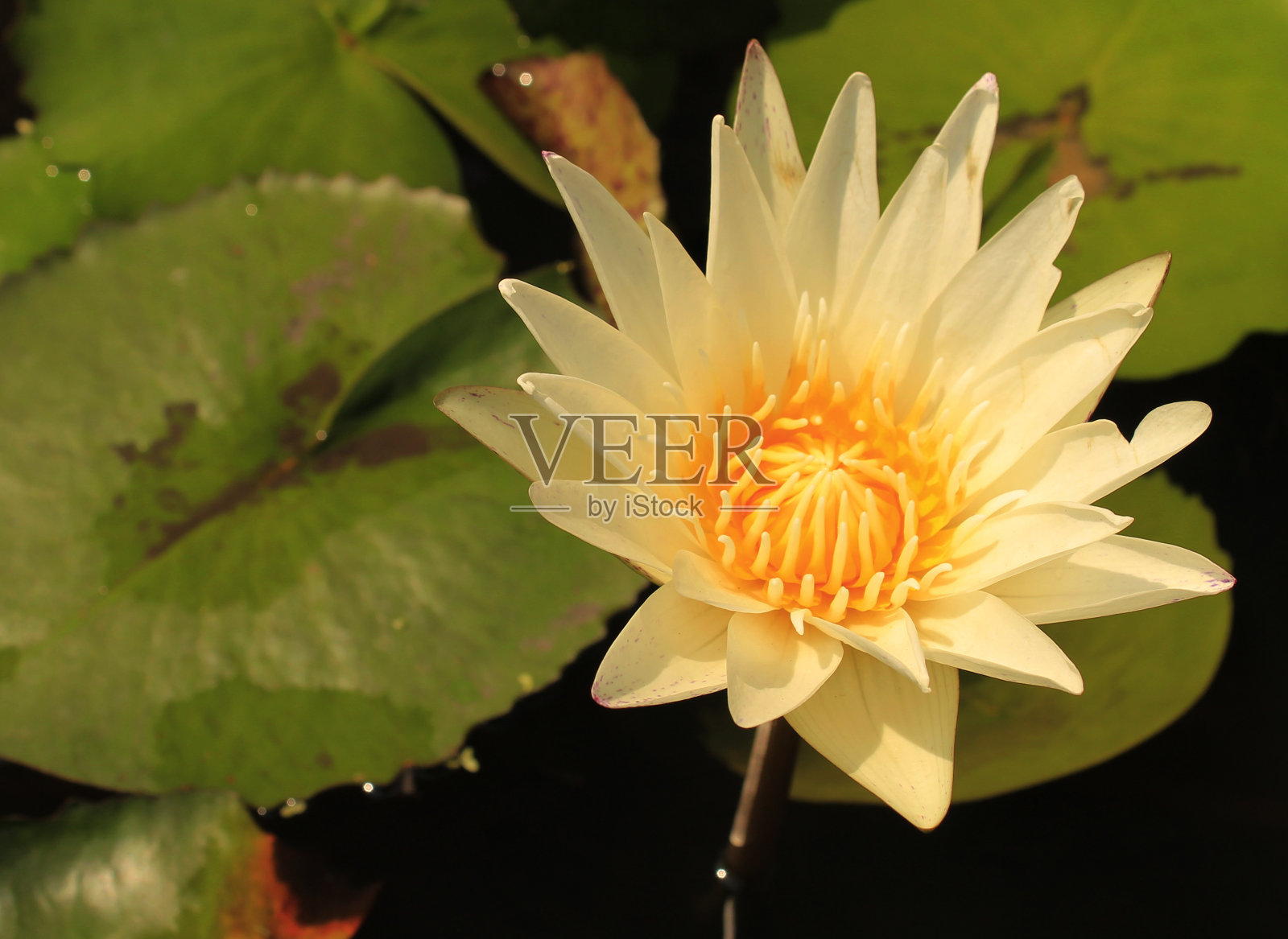 莲花照片摄影图片