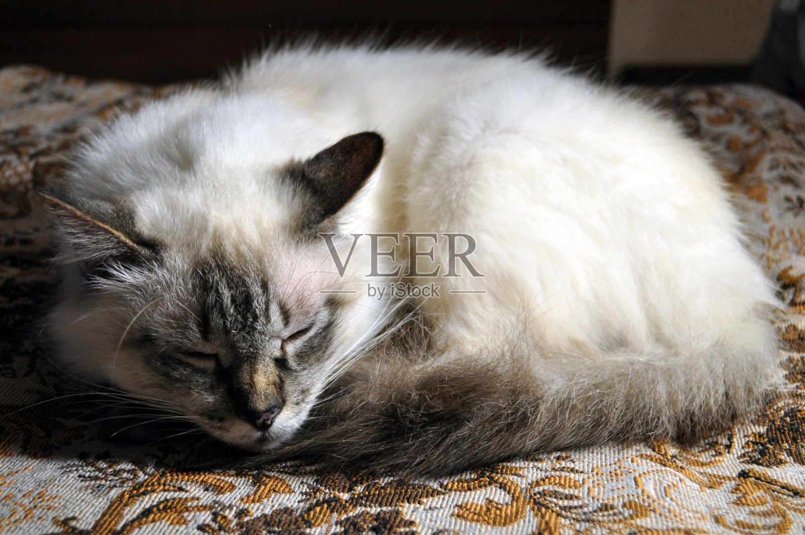 喜马拉雅猫的肖像照片摄影图片