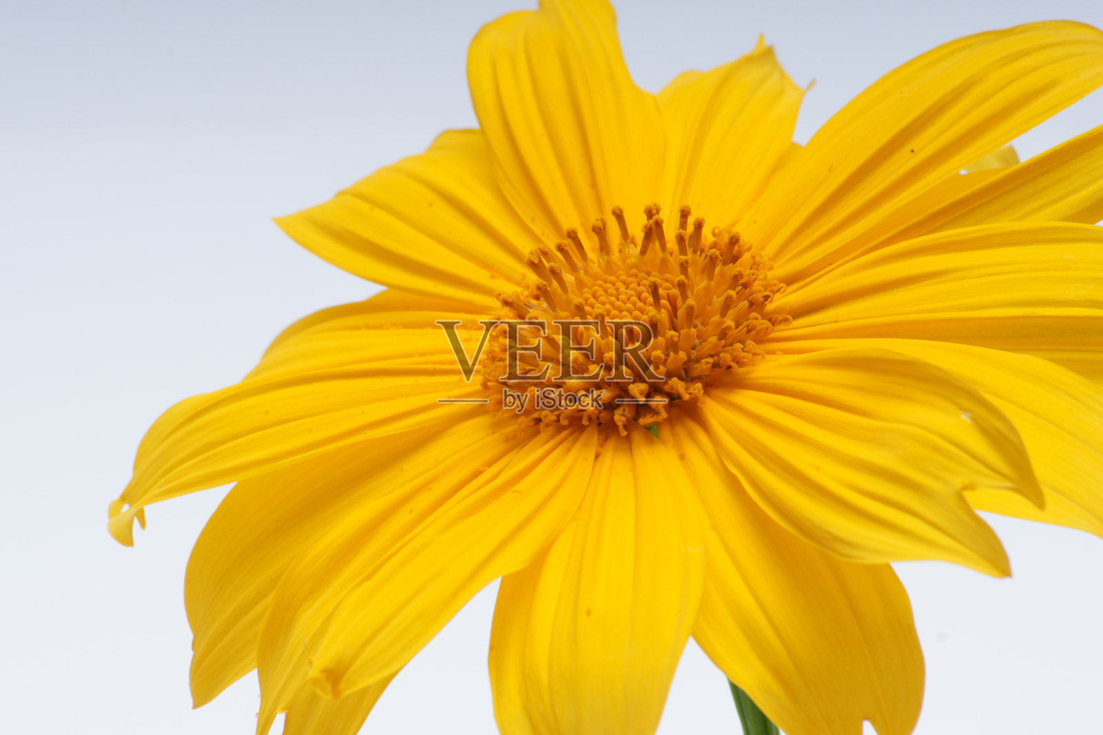 早上不知道照片摄影图片