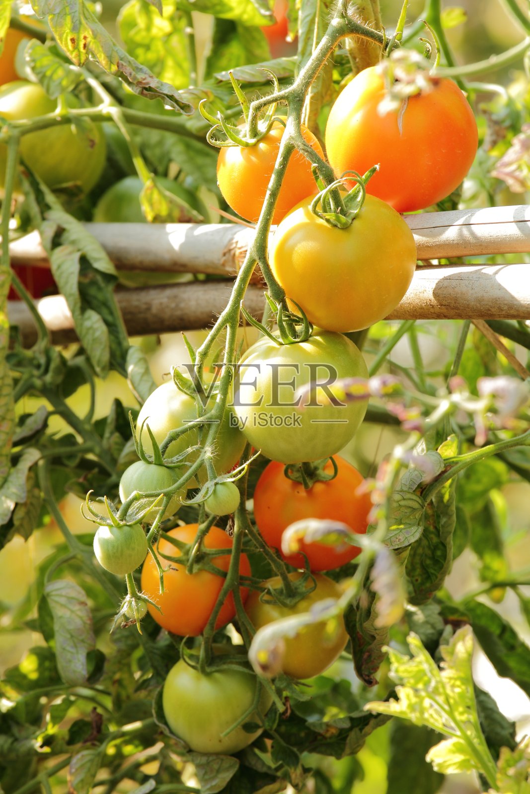 番茄农场照片摄影图片