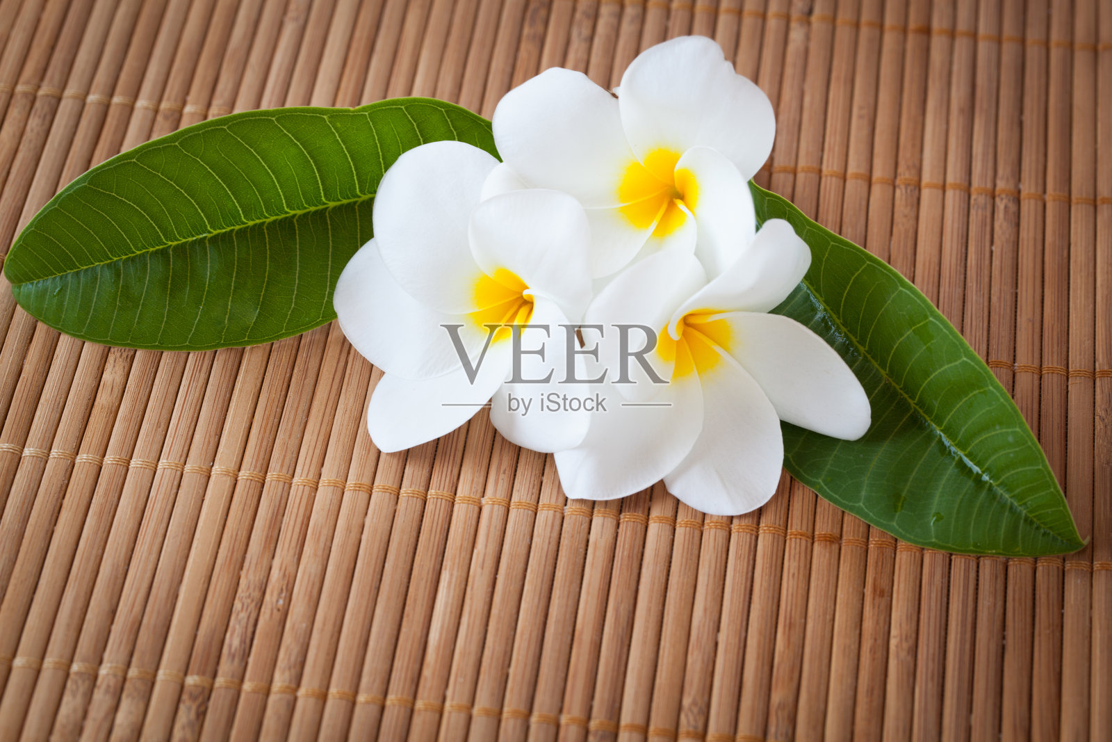 花鸡蛋花在深色的木材背景上照片摄影图片