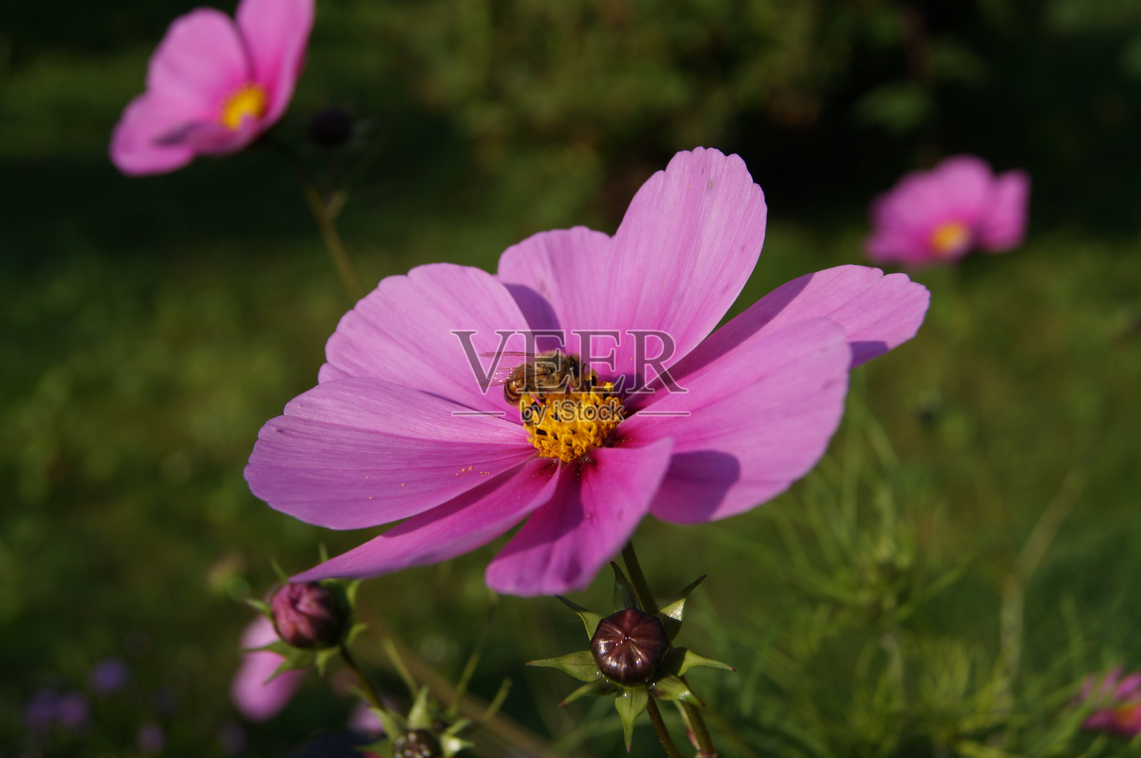 蜜蜂在给花授粉照片摄影图片
