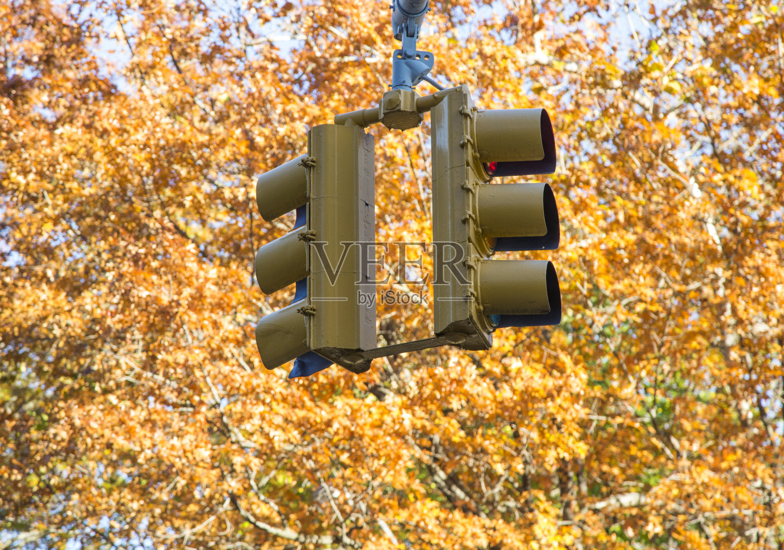 黄色的叶子照片摄影图片