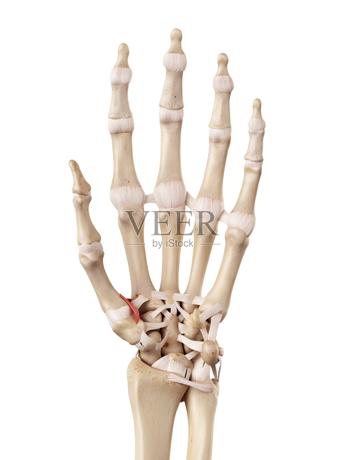 trapeziometacarpal韧带照片摄影图片