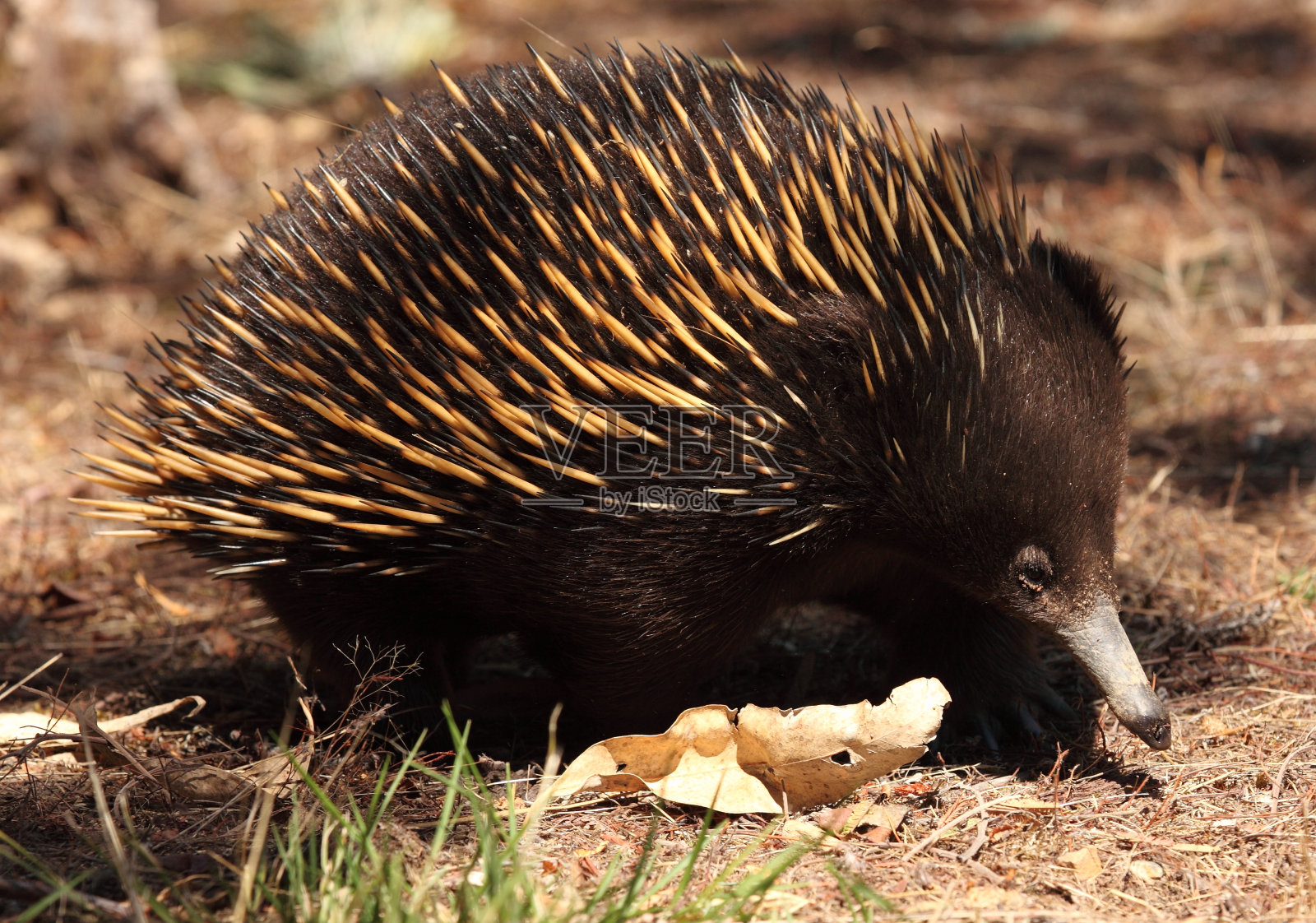 针鼹，多刺食蚁兽，澳大利亚野生照片摄影图片