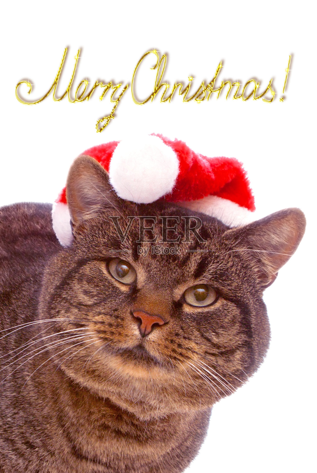 圣诞老人的猫。照片摄影图片