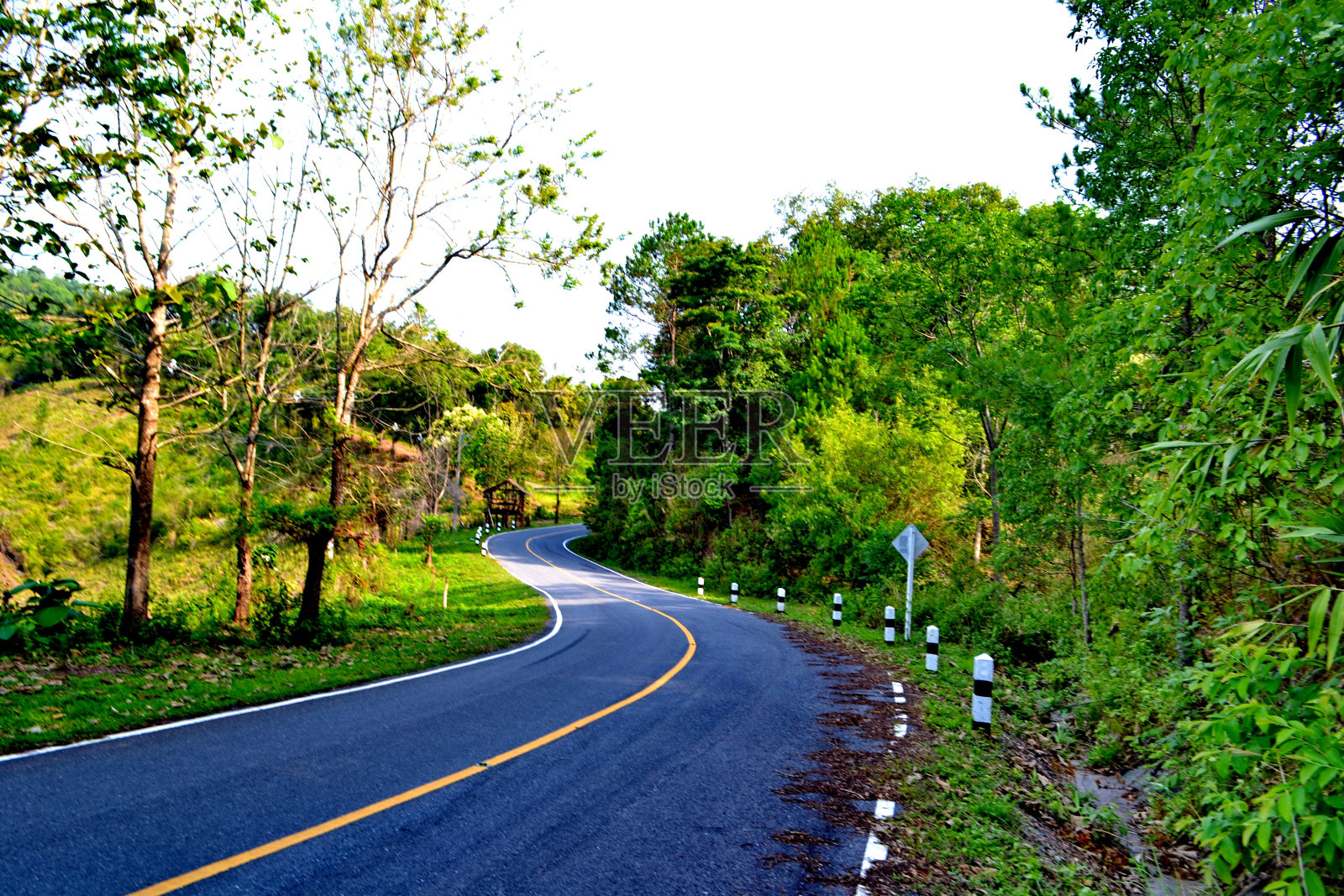 雨林和一条土路照片摄影图片