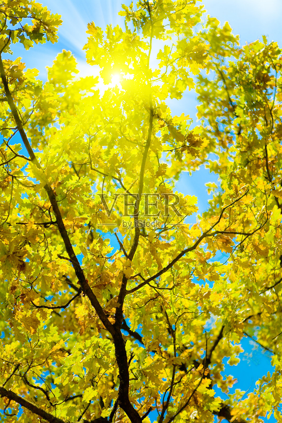 秋日橡树和阳光下的田园诗般的老太婆照片摄影图片