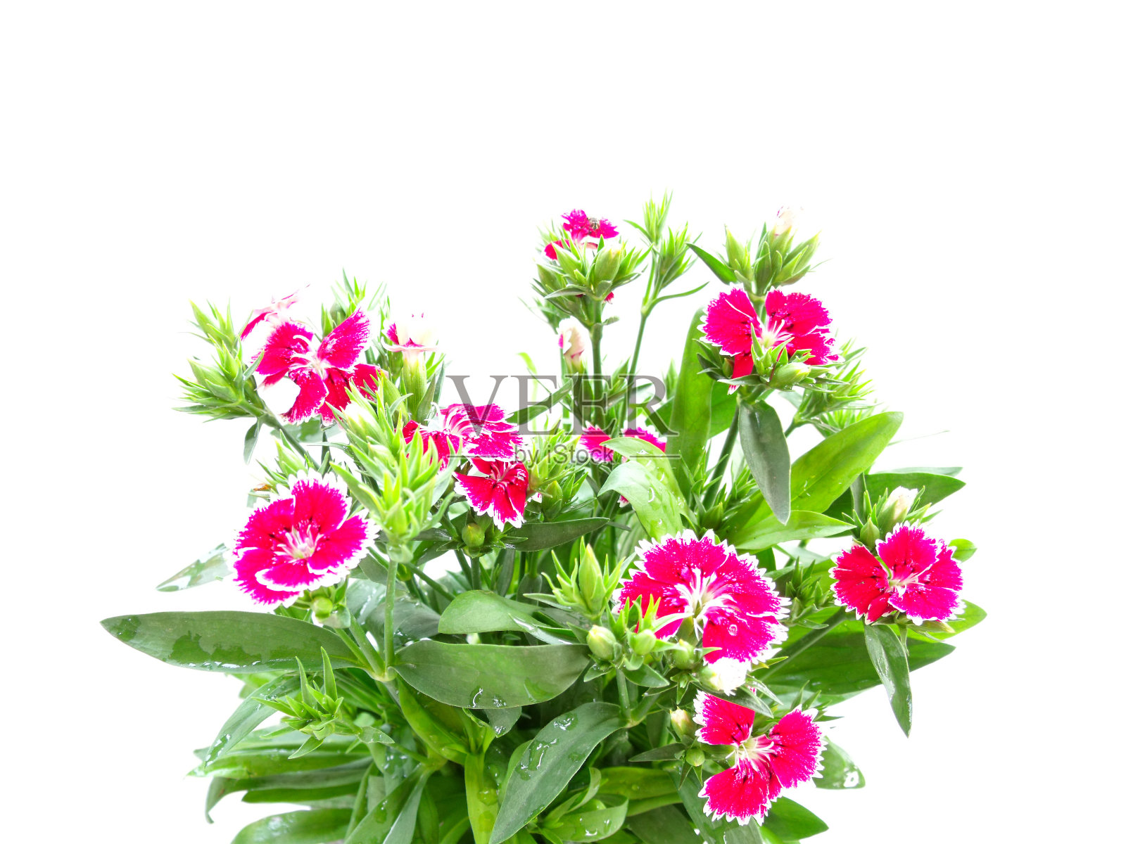 花园孤立在白色的背景照片摄影图片