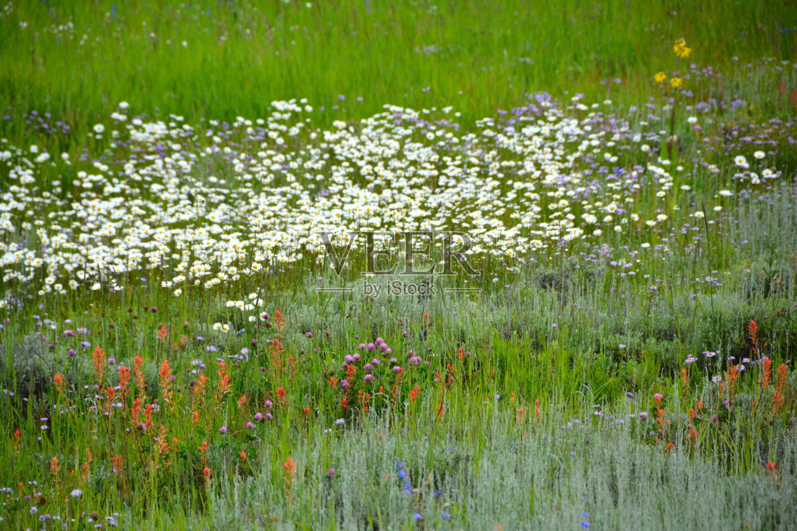 科罗拉多州的花照片摄影图片