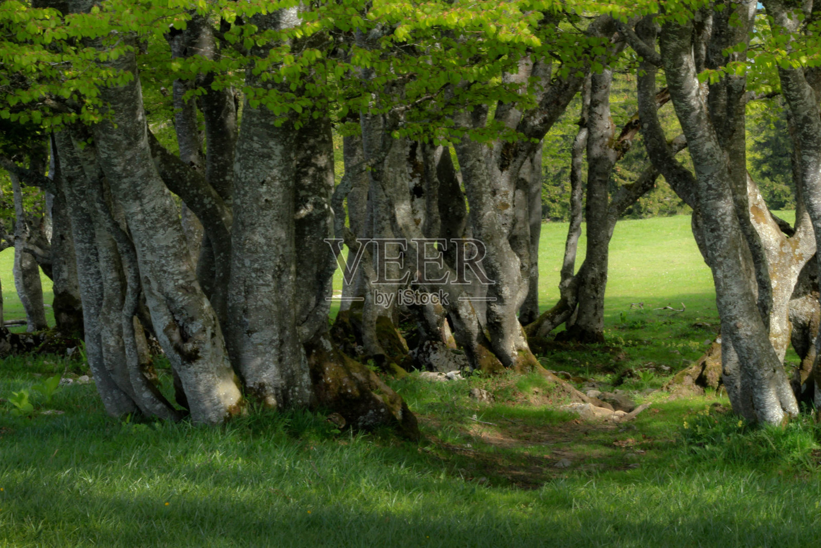瑞士照片摄影图片