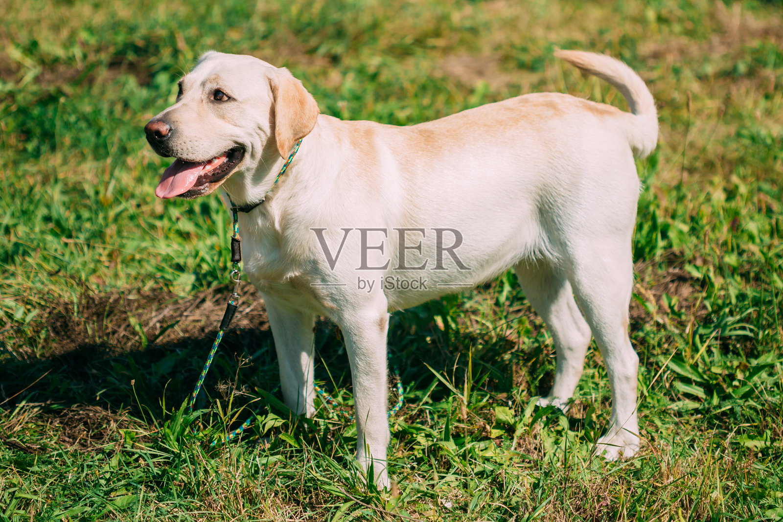 白色拉布拉多犬站在户外的绿草地上照片摄影图片