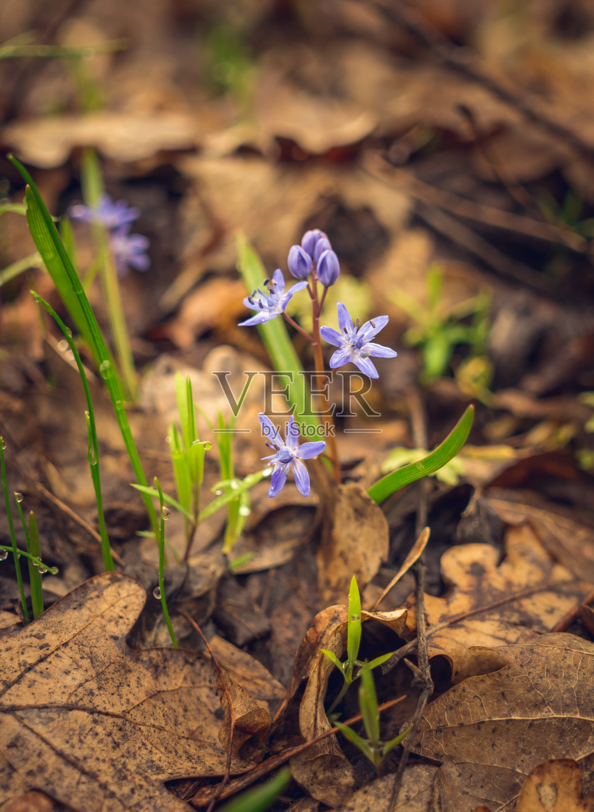 第一个春天的花朵。林中空地上脆弱的锡拉照片摄影图片