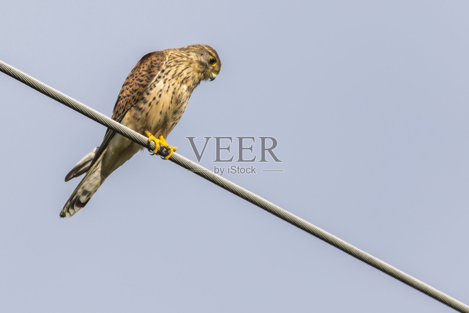 图尔姆法尔克（法尔科·丁努库鲁斯）照片摄影图片