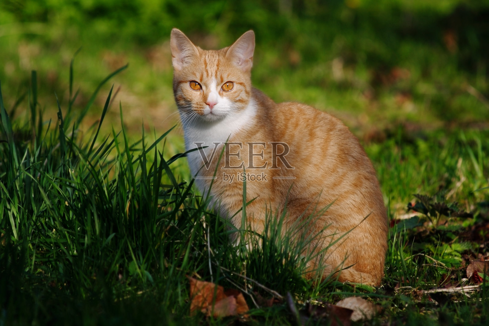 那只猫照片摄影图片