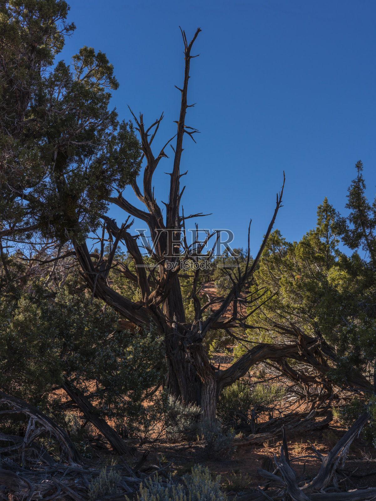 博尔德(美国犹他州)附近的Burr Trail Road照片摄影图片