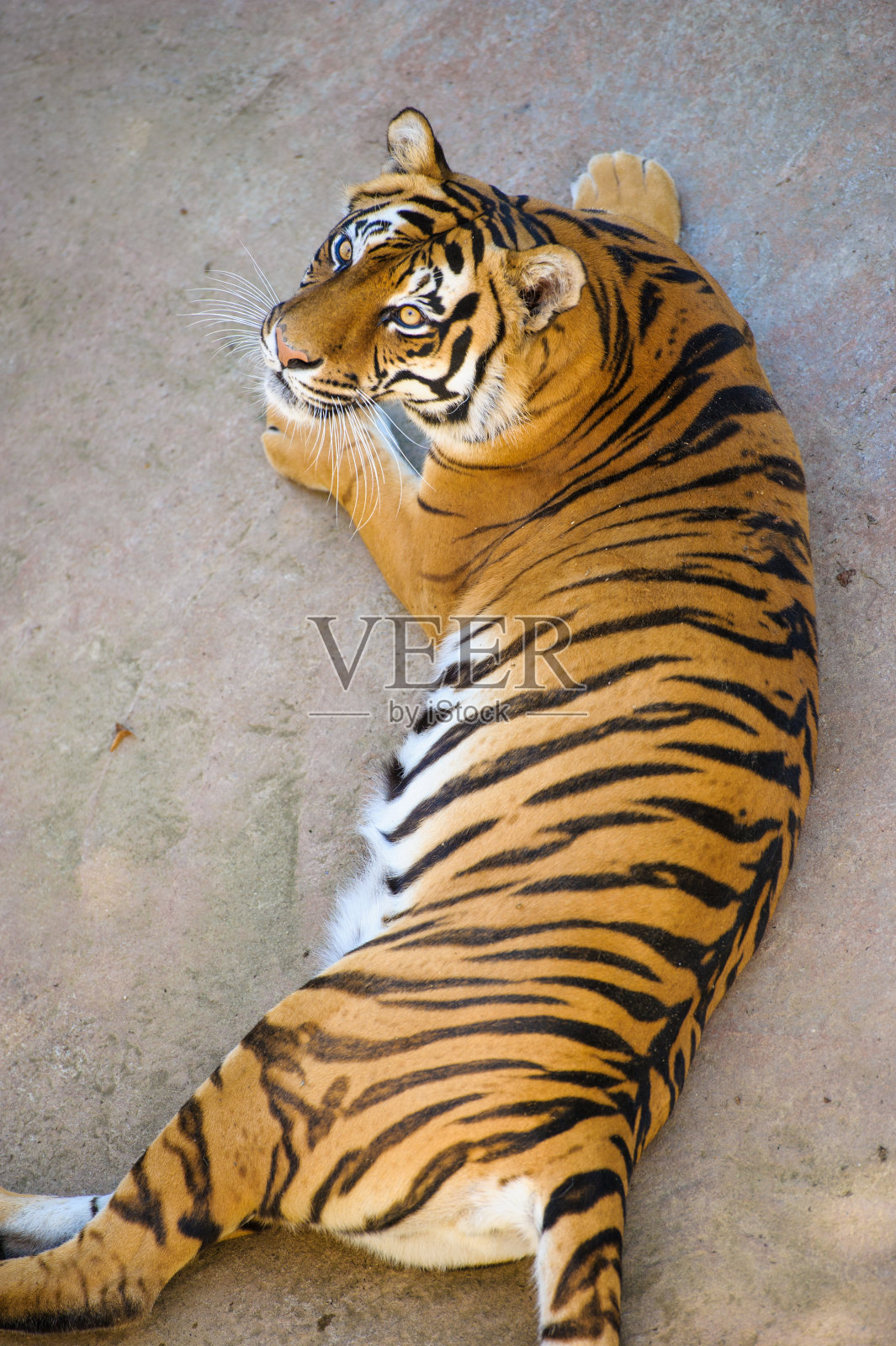 东北虎照片摄影图片