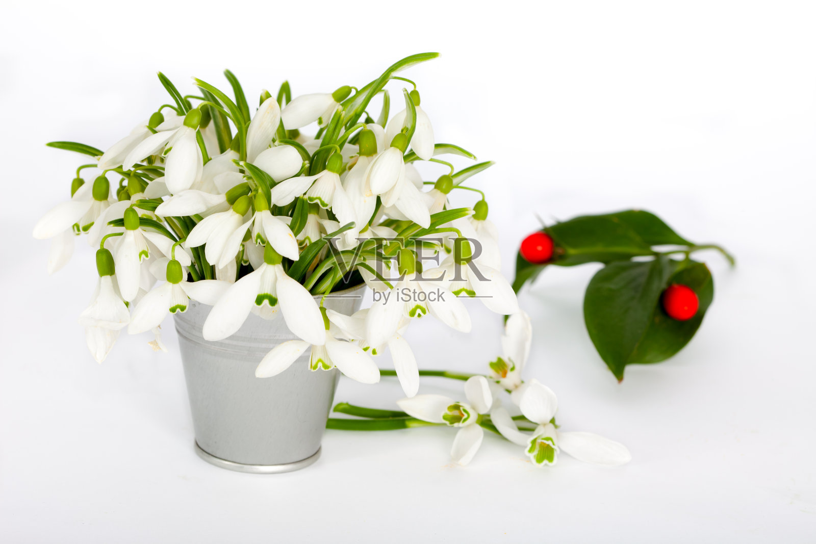 雪花莲在小锡桶照片摄影图片