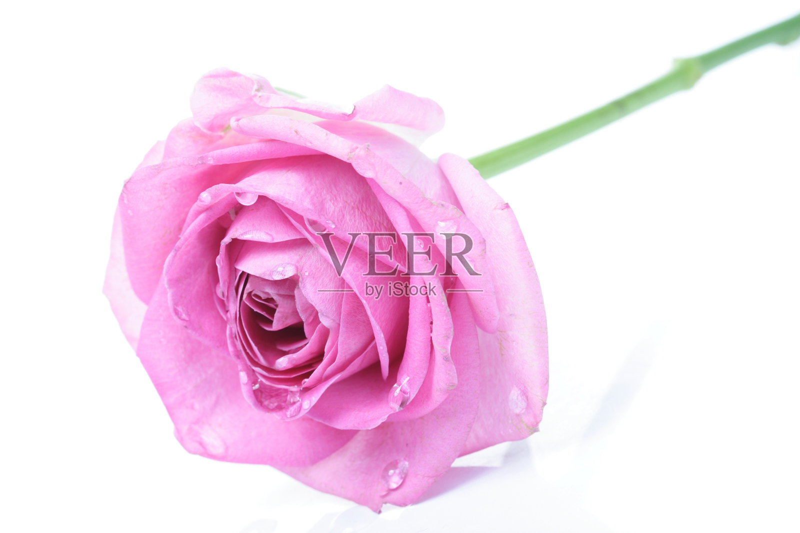 白色背景上的玫瑰-特写照片摄影图片