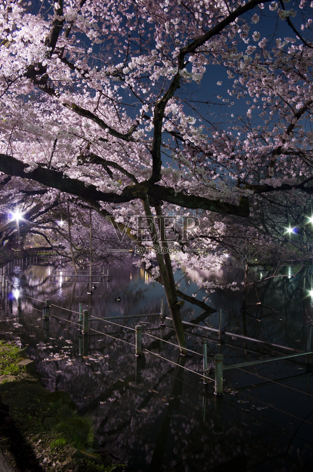 东京，樱花在夜晚，粉色，池塘照片摄影图片