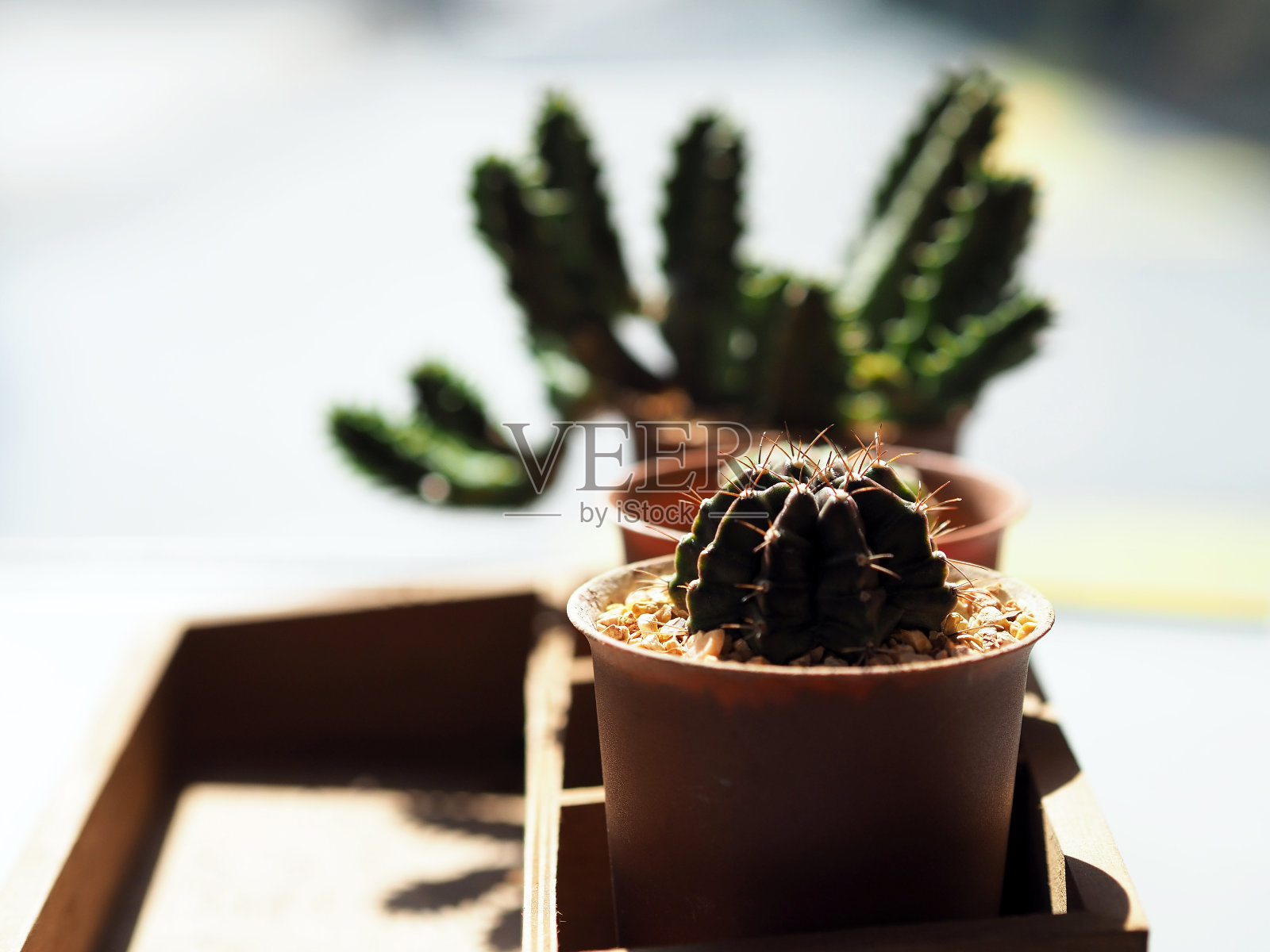 仙人掌在花盆上的木容器照片摄影图片