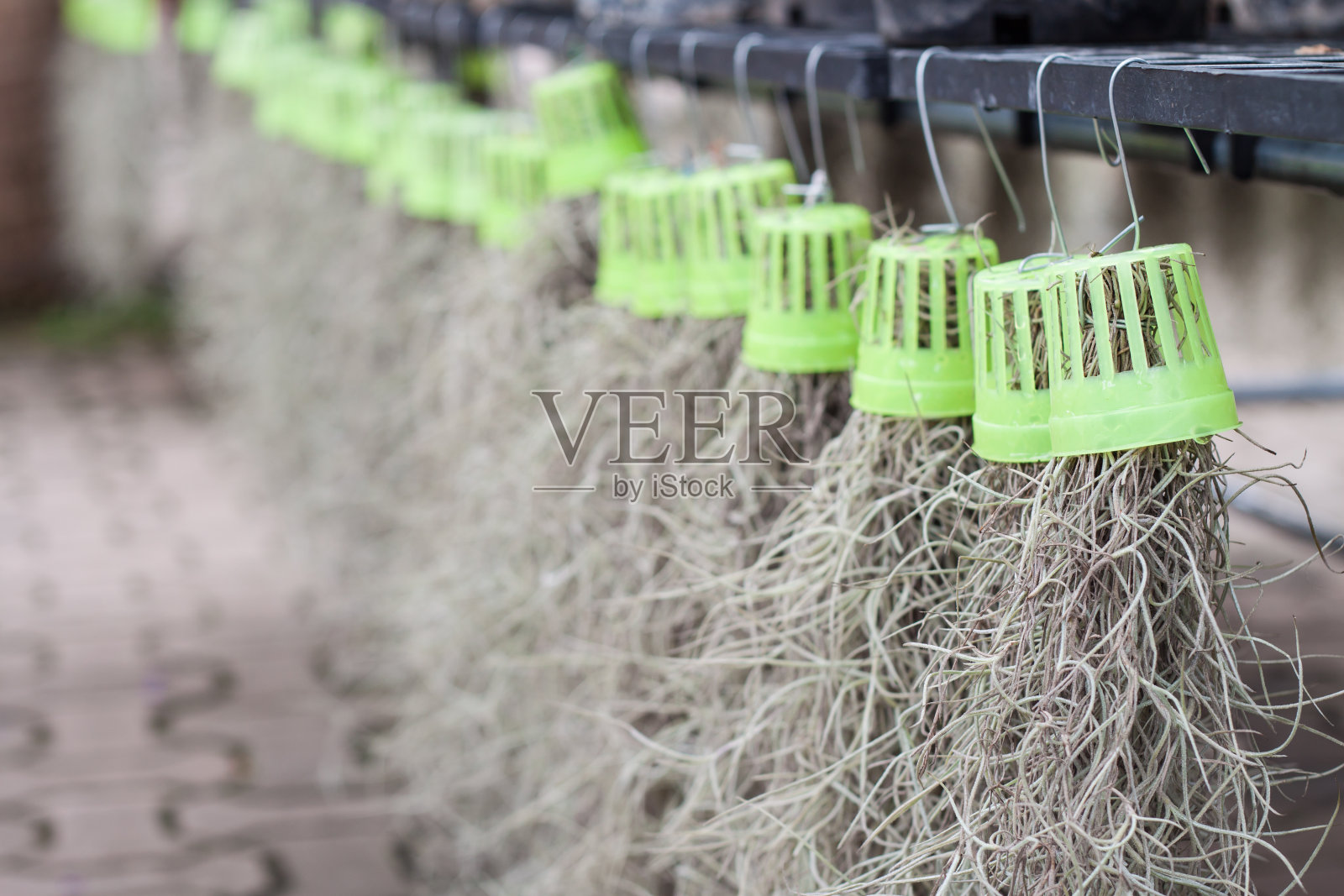 西班牙苔藓照片摄影图片