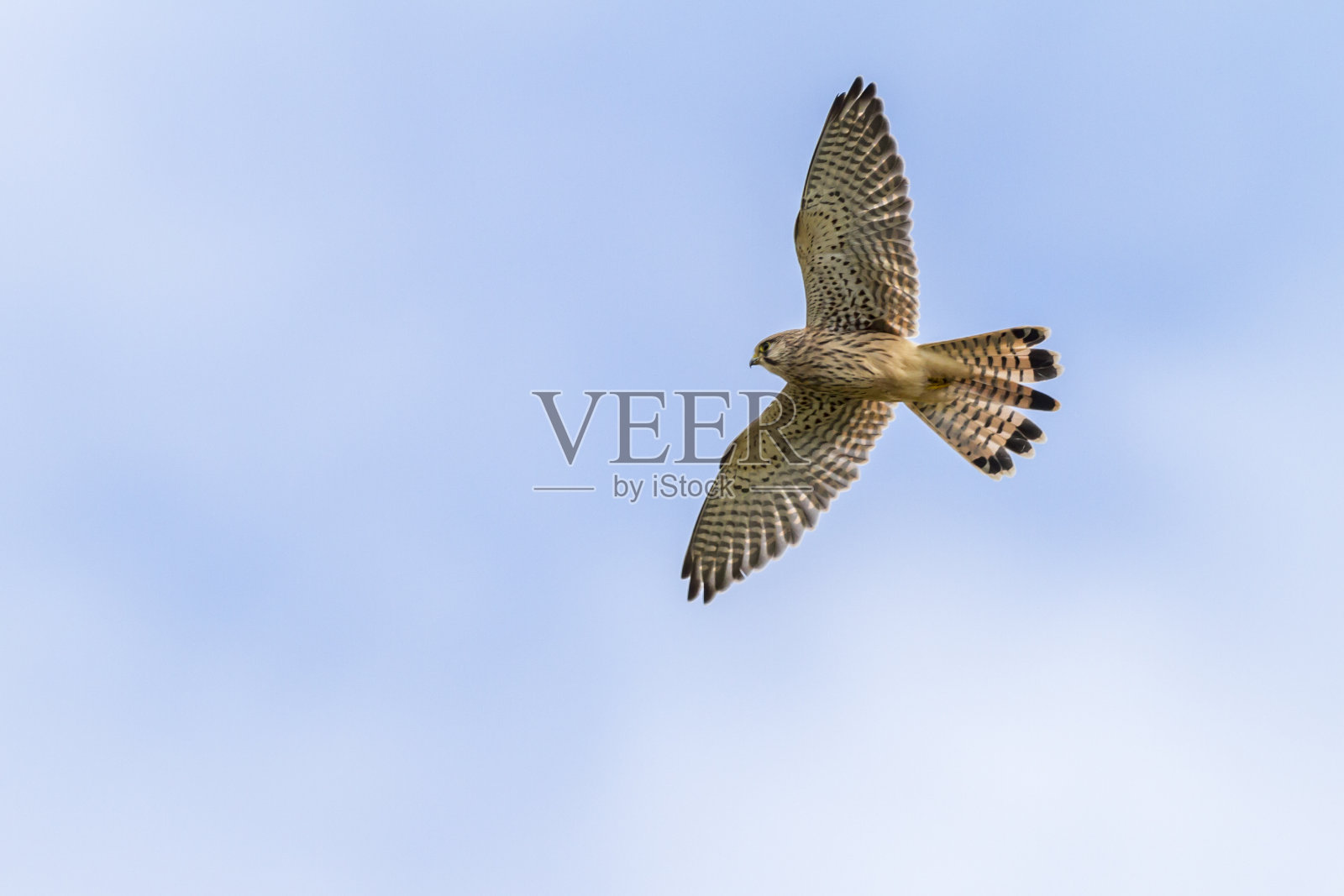 图尔姆法尔克（法尔科·丁努库鲁斯）照片摄影图片