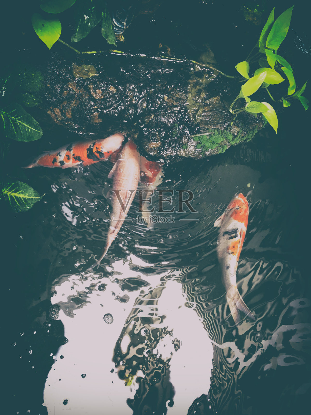 池塘里有锦鲤照片摄影图片