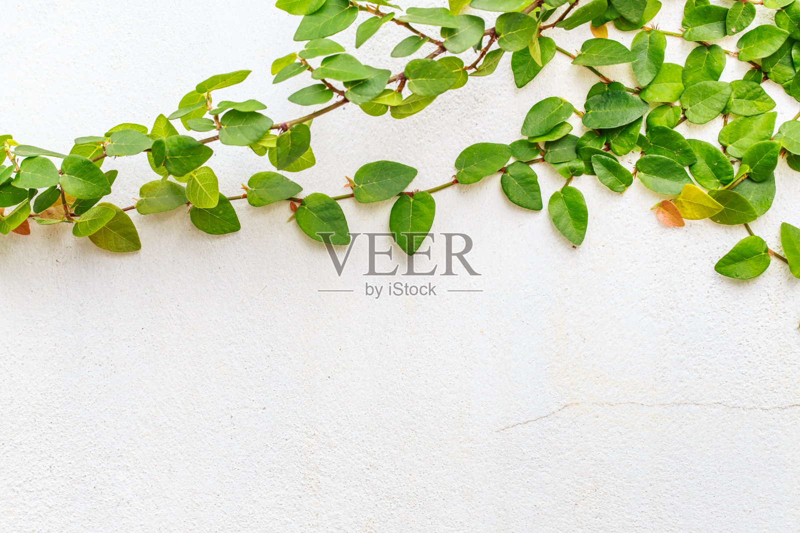 摘要绿色爬山虎植物在白色粉刷混凝土墙的背景上照片摄影图片