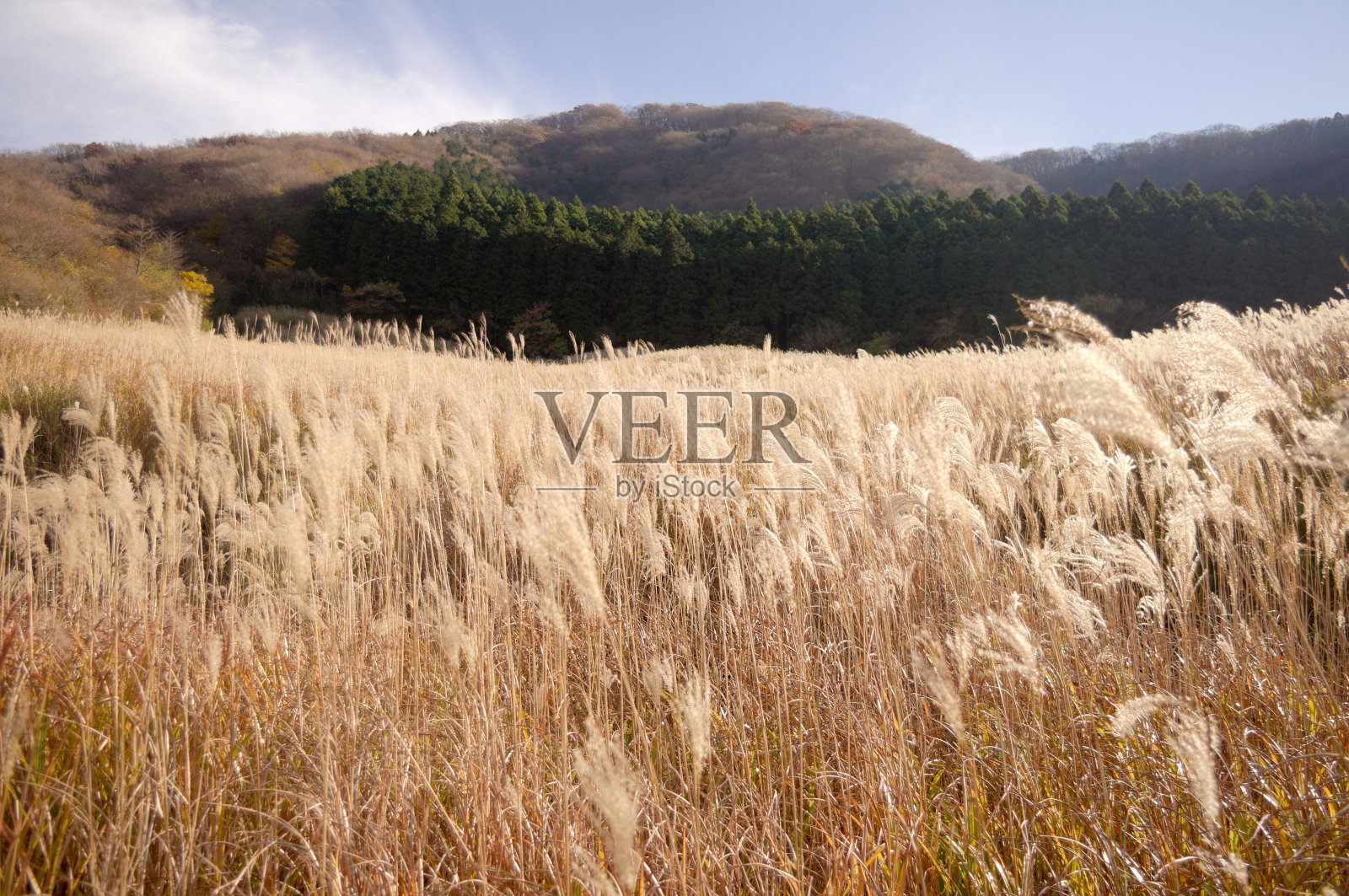 蒲苇领域照片摄影图片