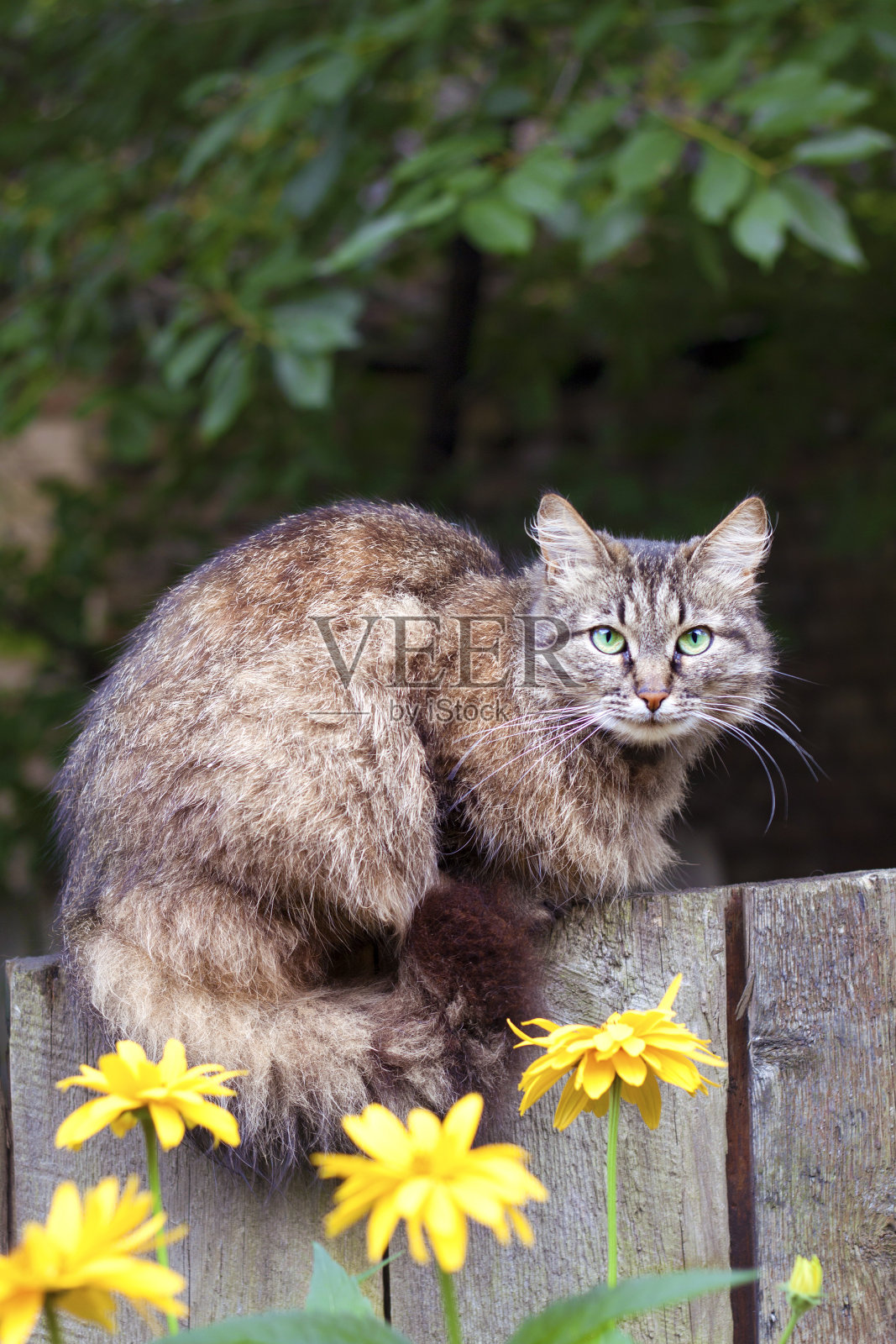 毛茸茸的猫坐在木篱笆上照片摄影图片