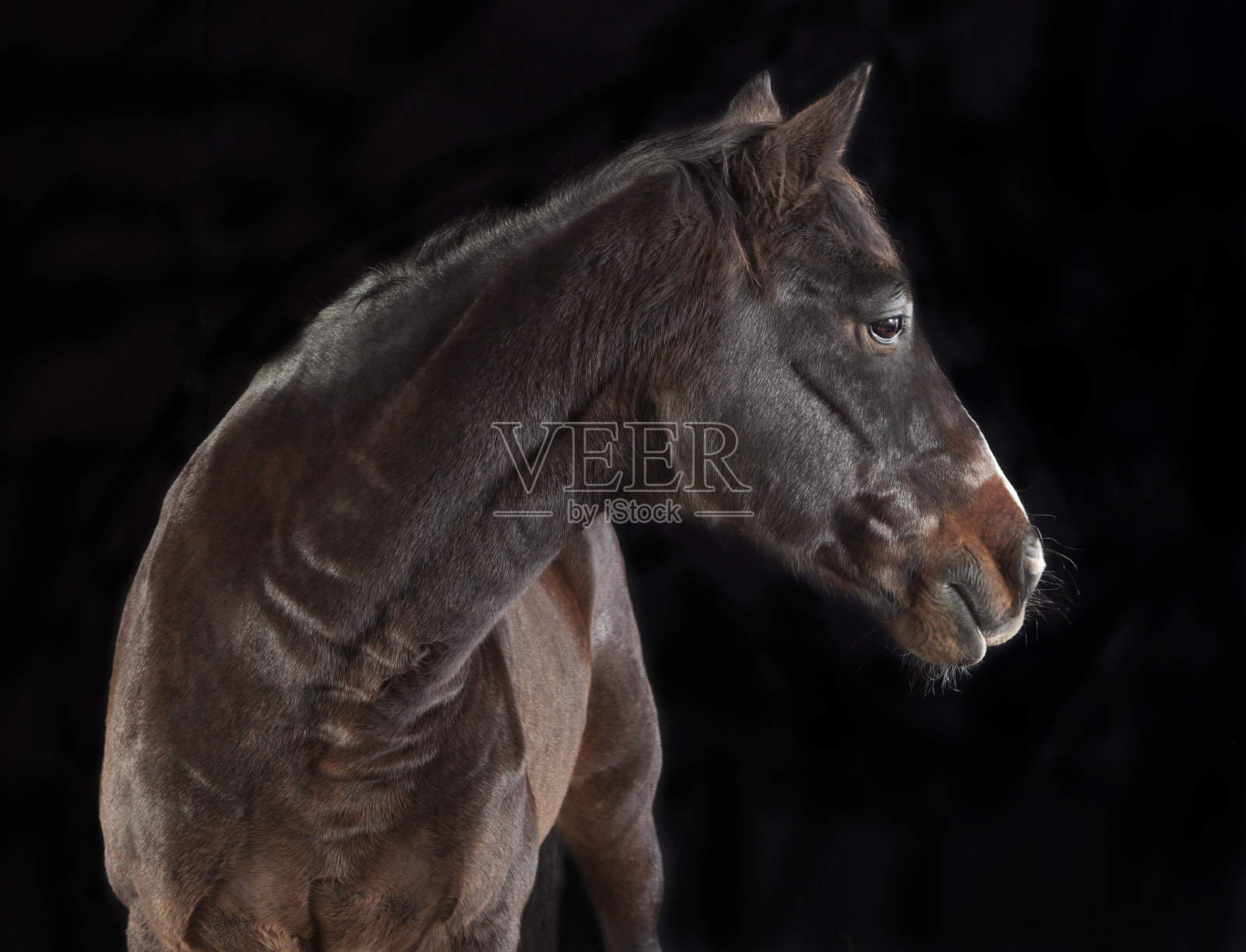 棕色的马看向一边照片摄影图片