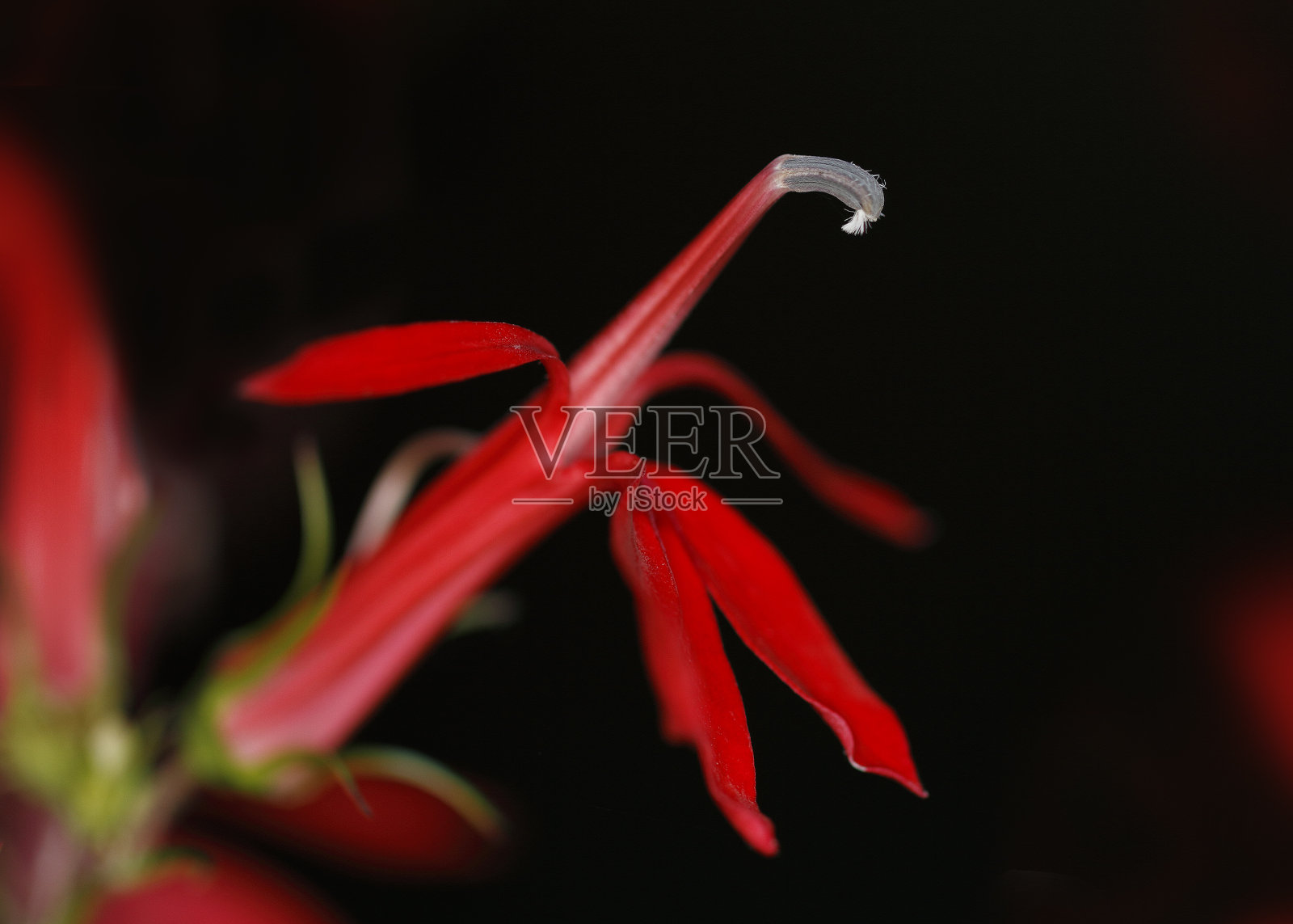 红衣主教花的特写照片摄影图片