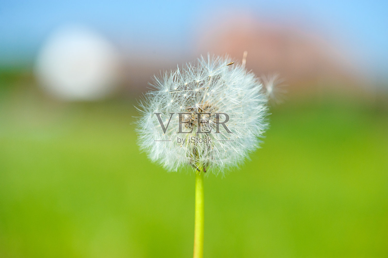 绿色背景上的蒲公英照片摄影图片