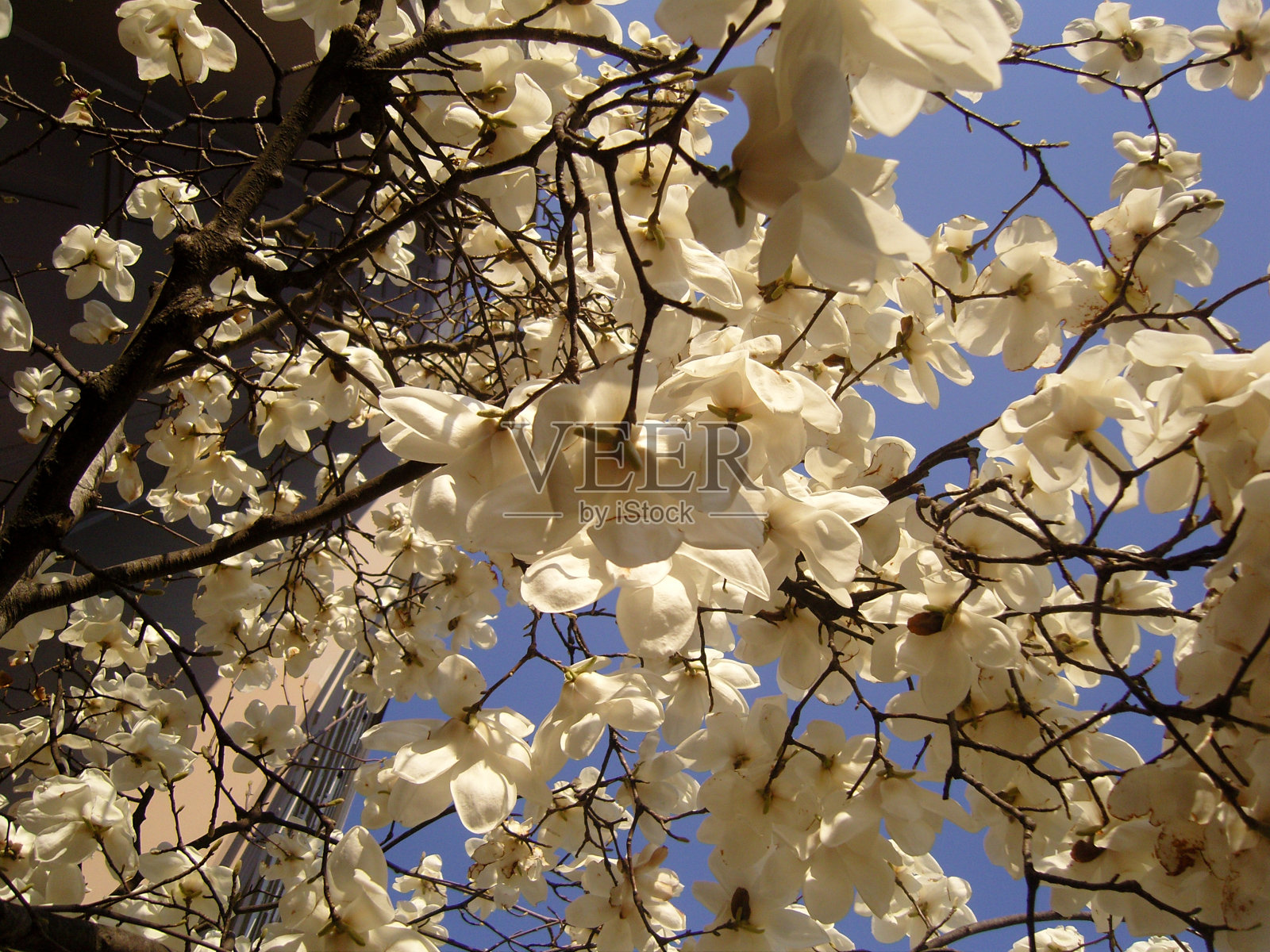 玛格诺莉娅在家里照片摄影图片