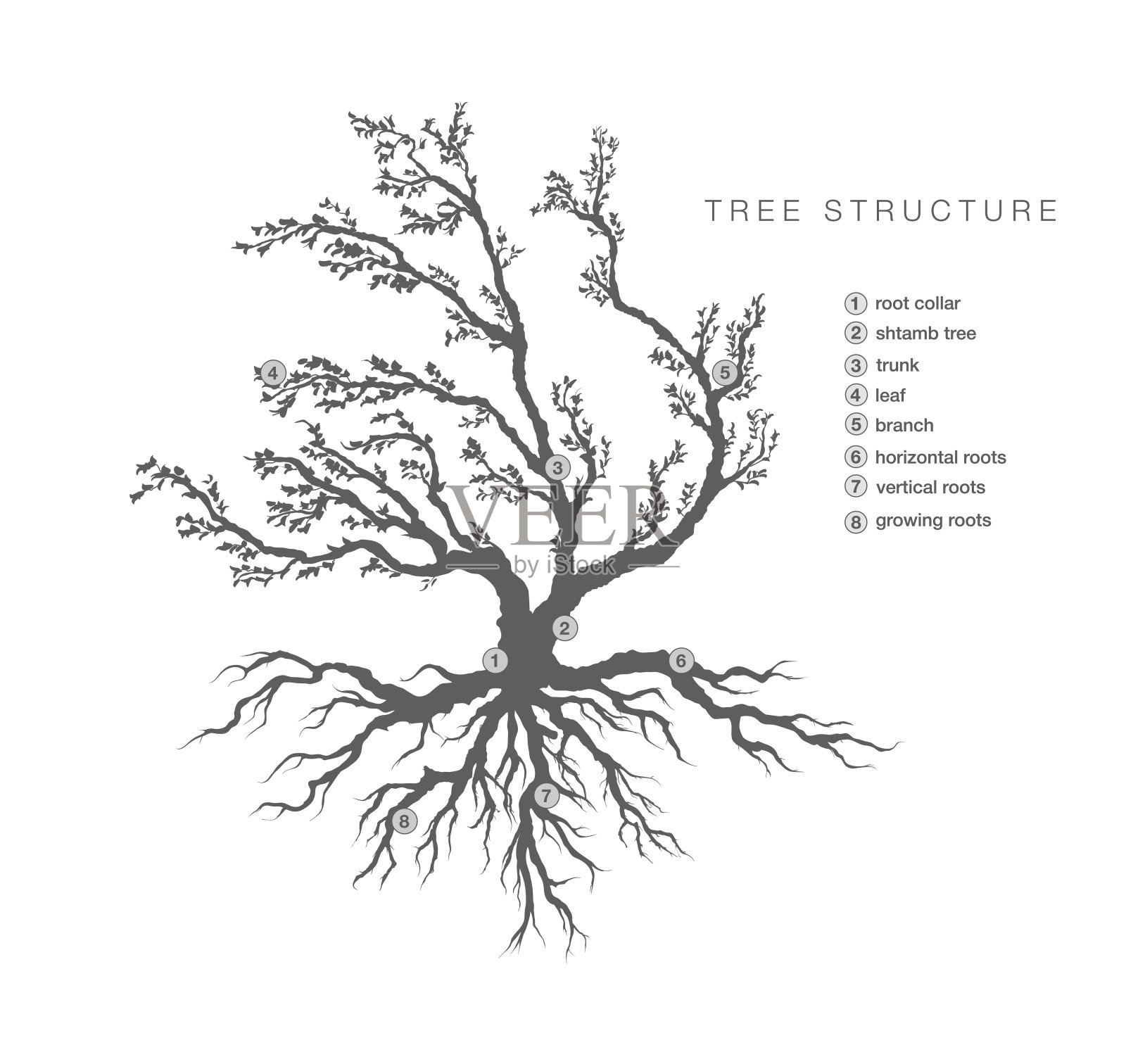 对树的一般结构进行描述插画图片素材