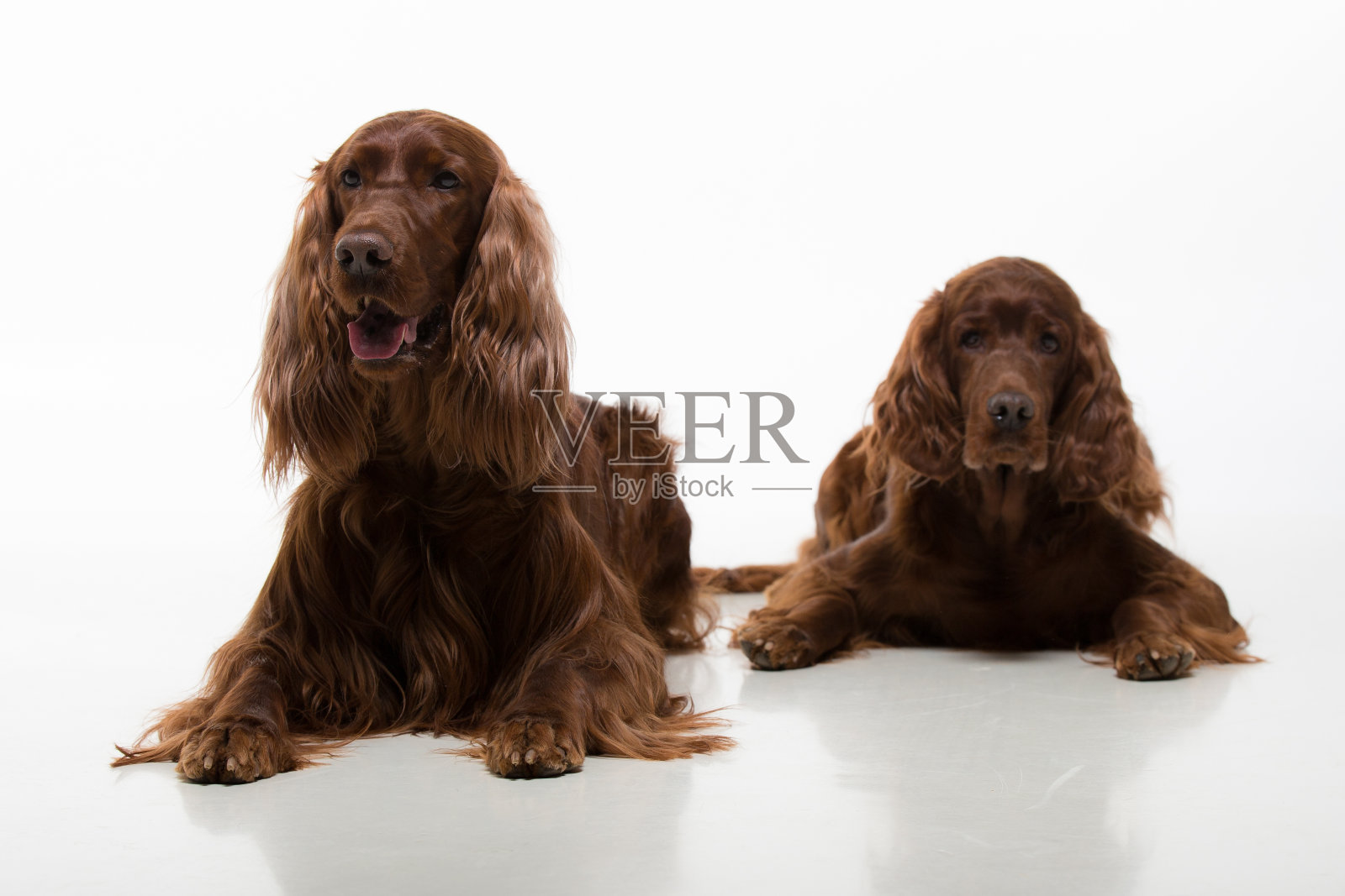 两只爱尔兰塞特犬躺在地上照片摄影图片