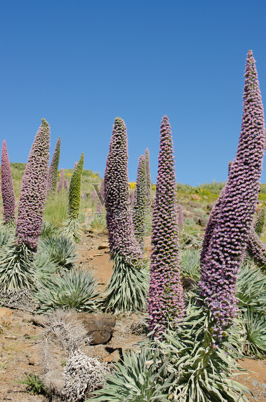 罗克德洛斯马查乔斯的奇姆野生普雷蒂 ssp 三叶草植物。照片摄影图片