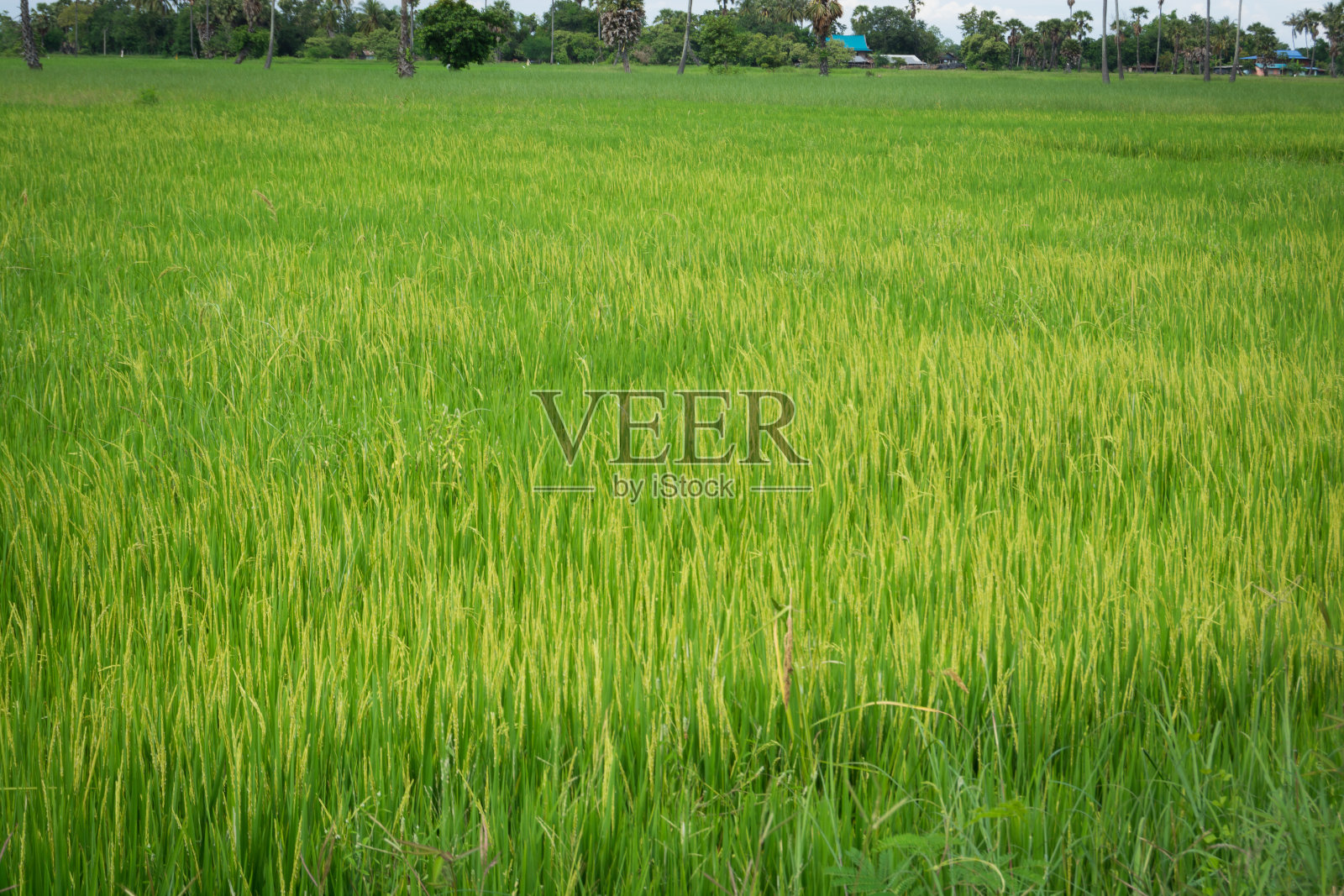 绿米计划模糊不清，太软照片摄影图片