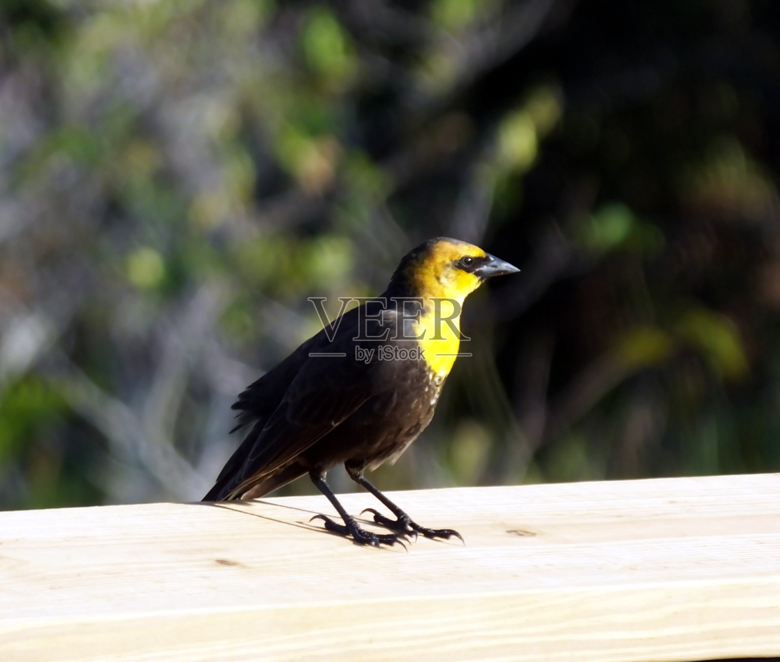 黄头乌鸫(黄头乌鸫)照片摄影图片