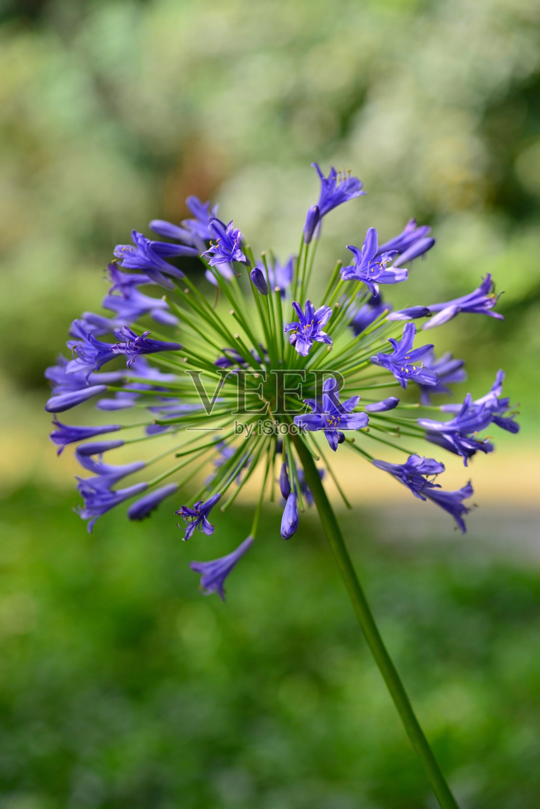 爱情花照片摄影图片