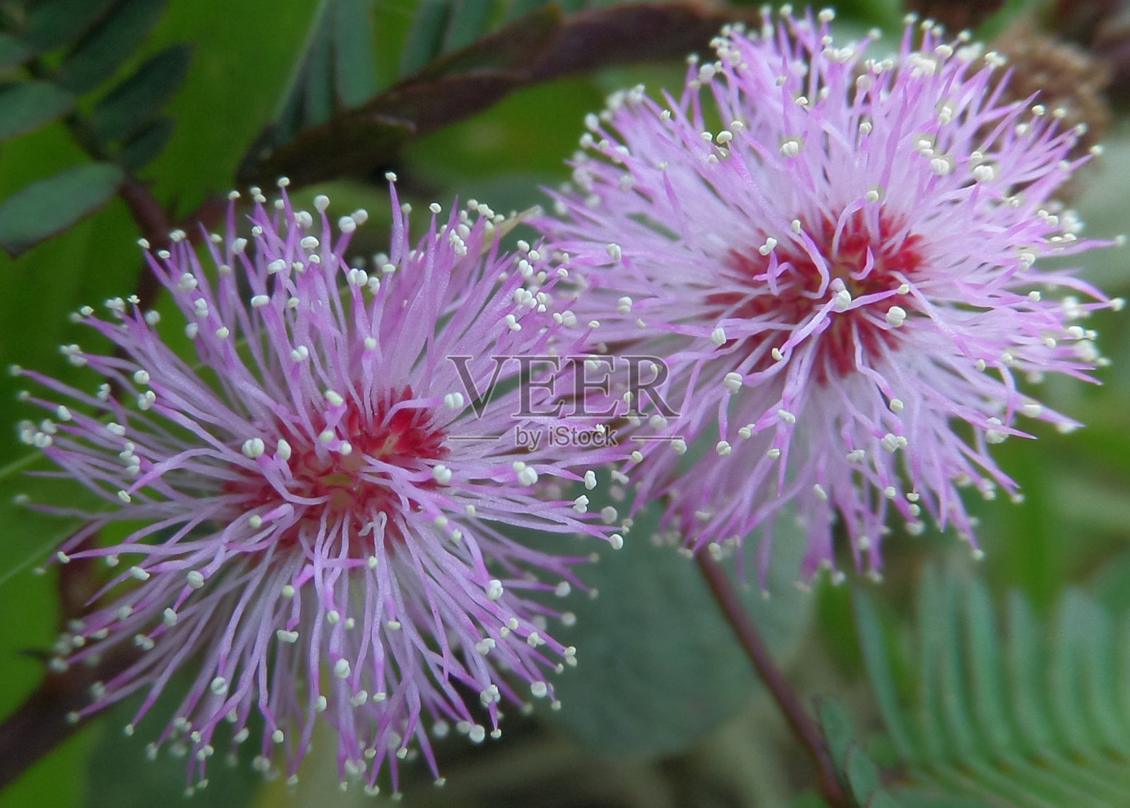 花粉照片摄影图片