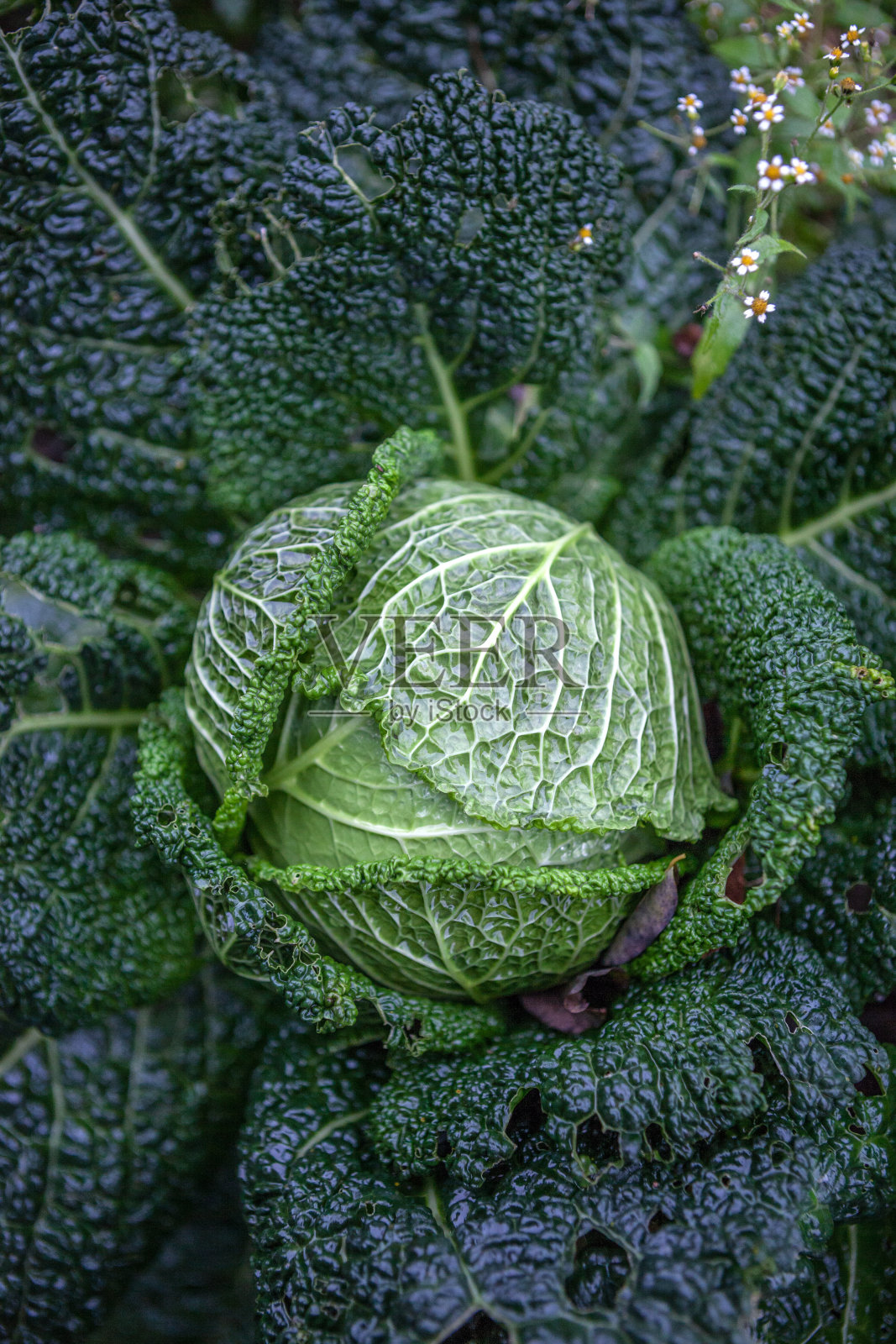 皱叶甘蓝照片摄影图片