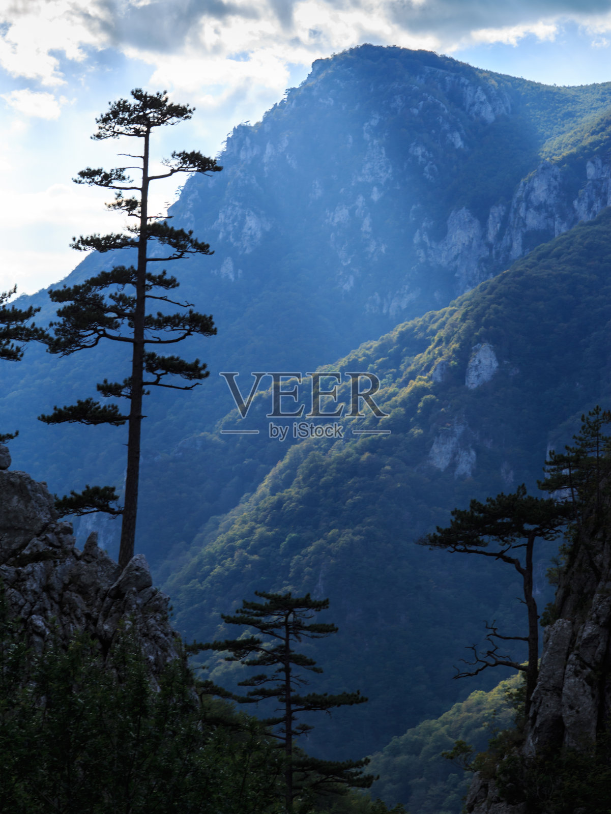 山景与黑色的松树剪影和暴风雨的天空照片摄影图片