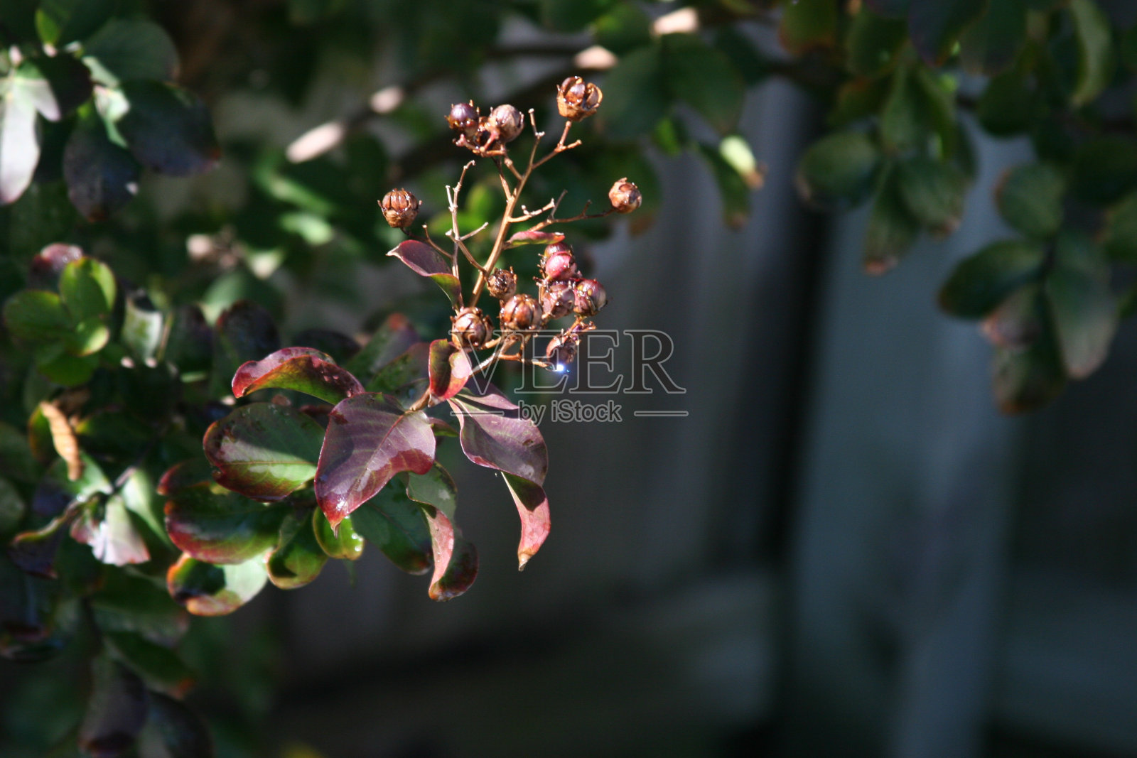 蓝色的光芒照片摄影图片