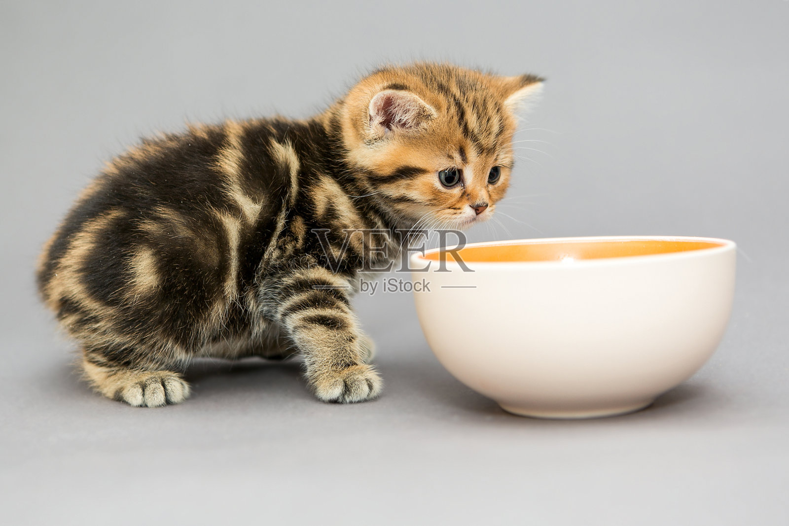小，英国小猫和一碗食物照片摄影图片