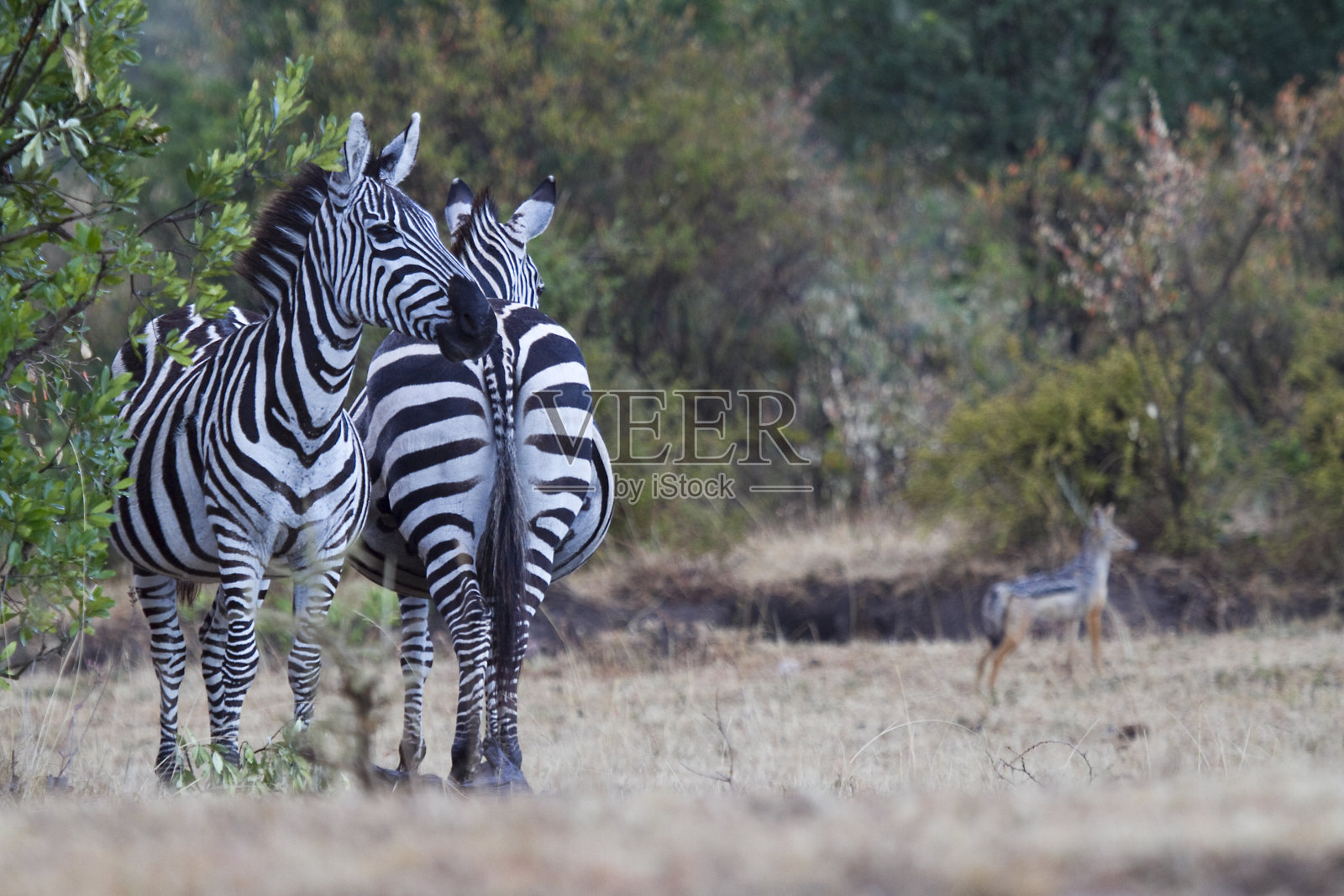 一定是夫妻照片摄影图片